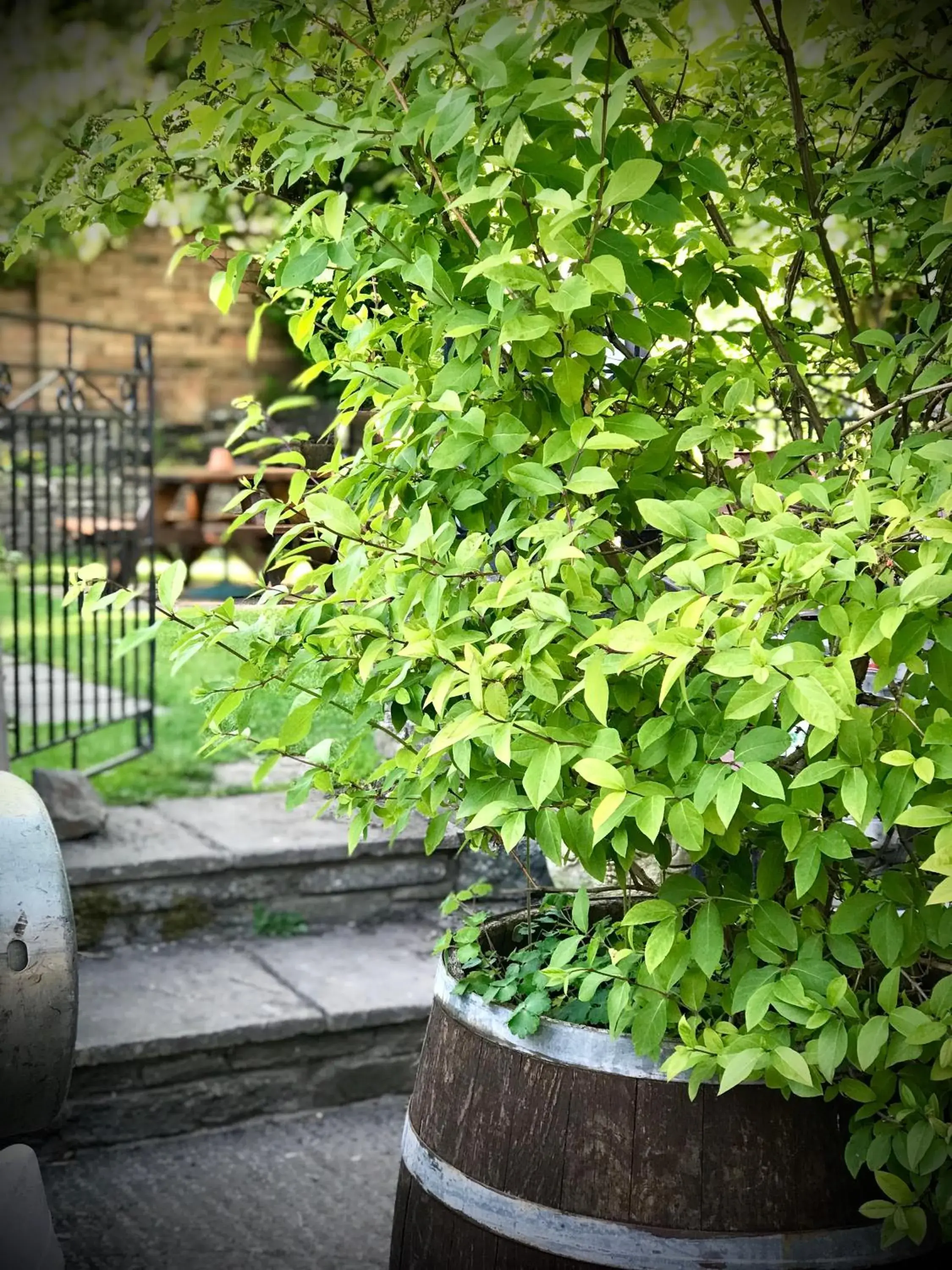 The White Horse Inn, Clun The White Horse Inn, Clun