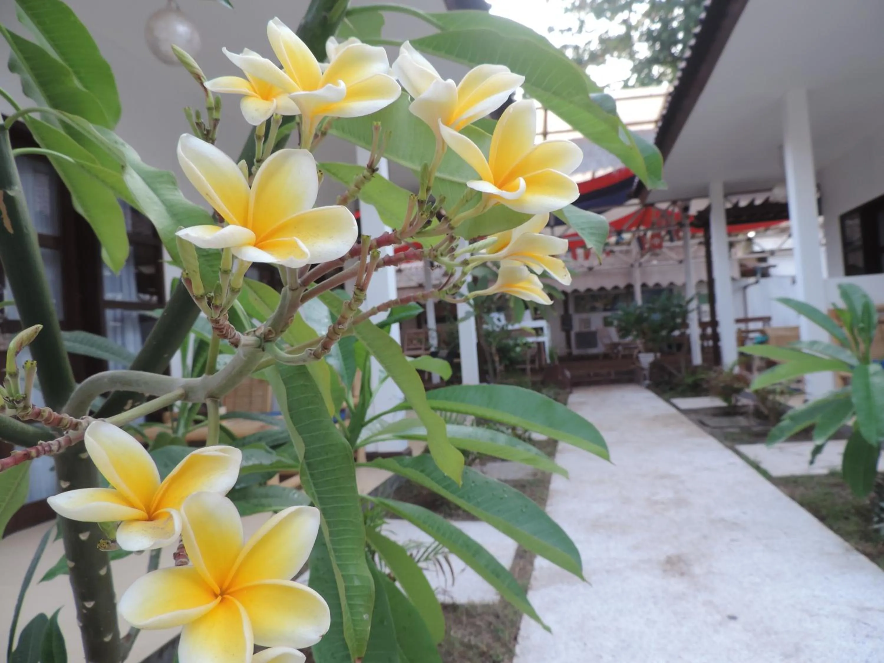 Garden in Casus Dream Hotel