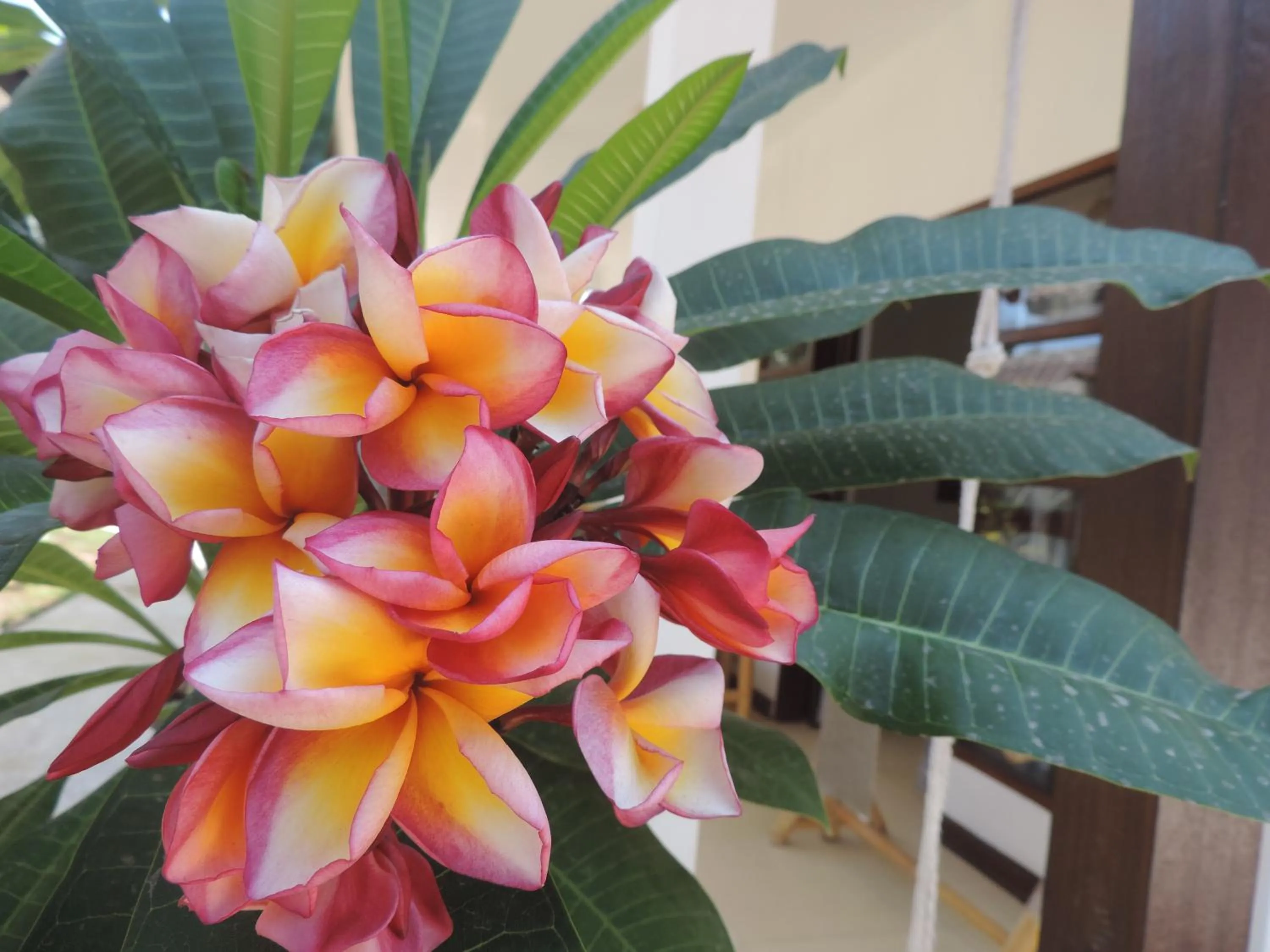 Garden in Casus Dream Hotel