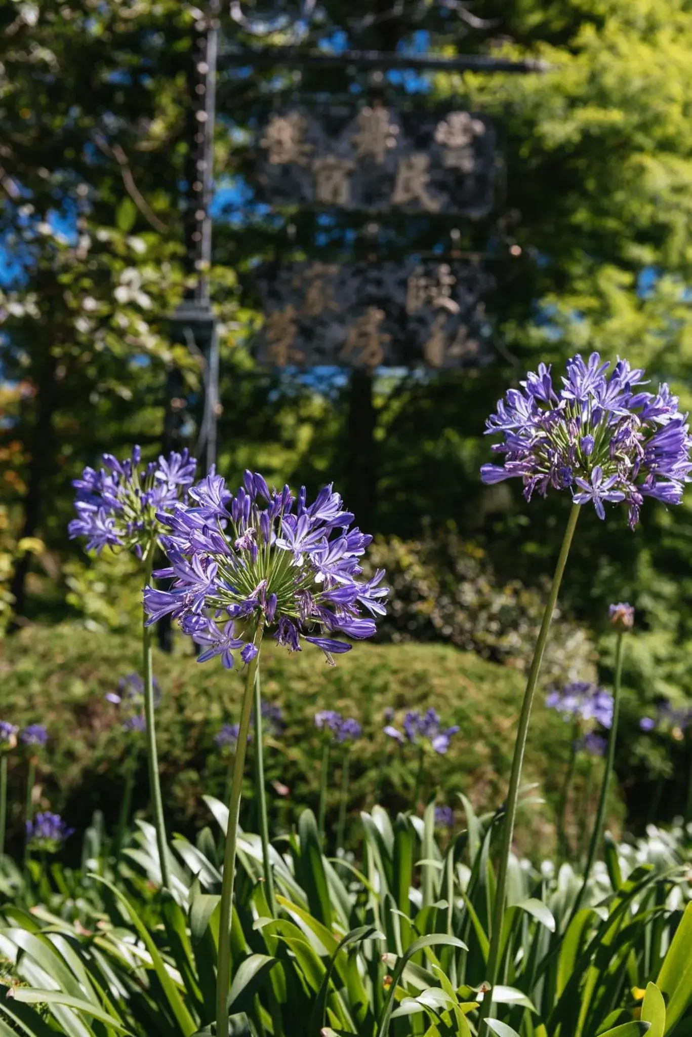 Garden in Yun Wu B&B Garden in Yun Wu B&B