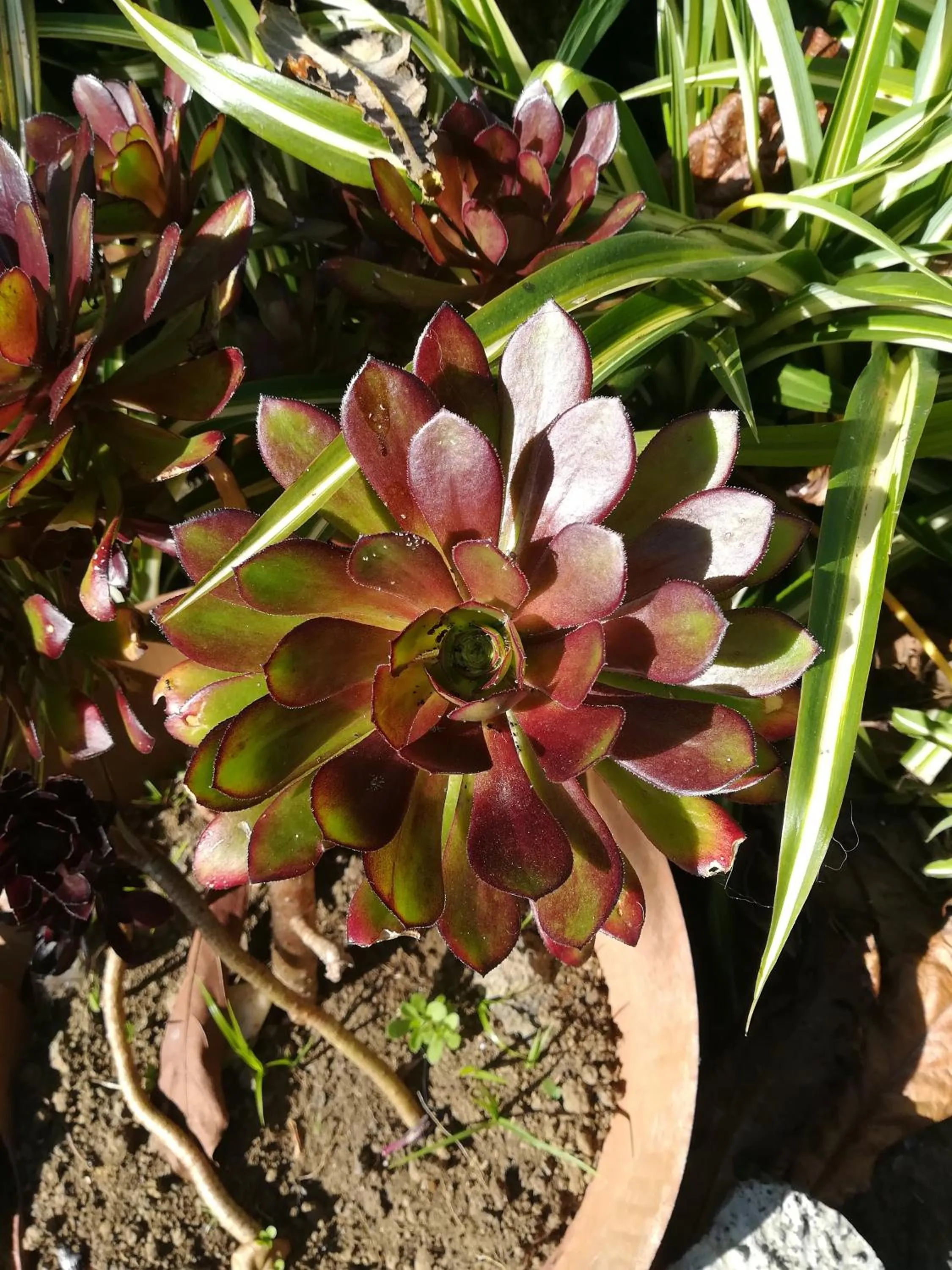 Garden in Hotel os Moinhos