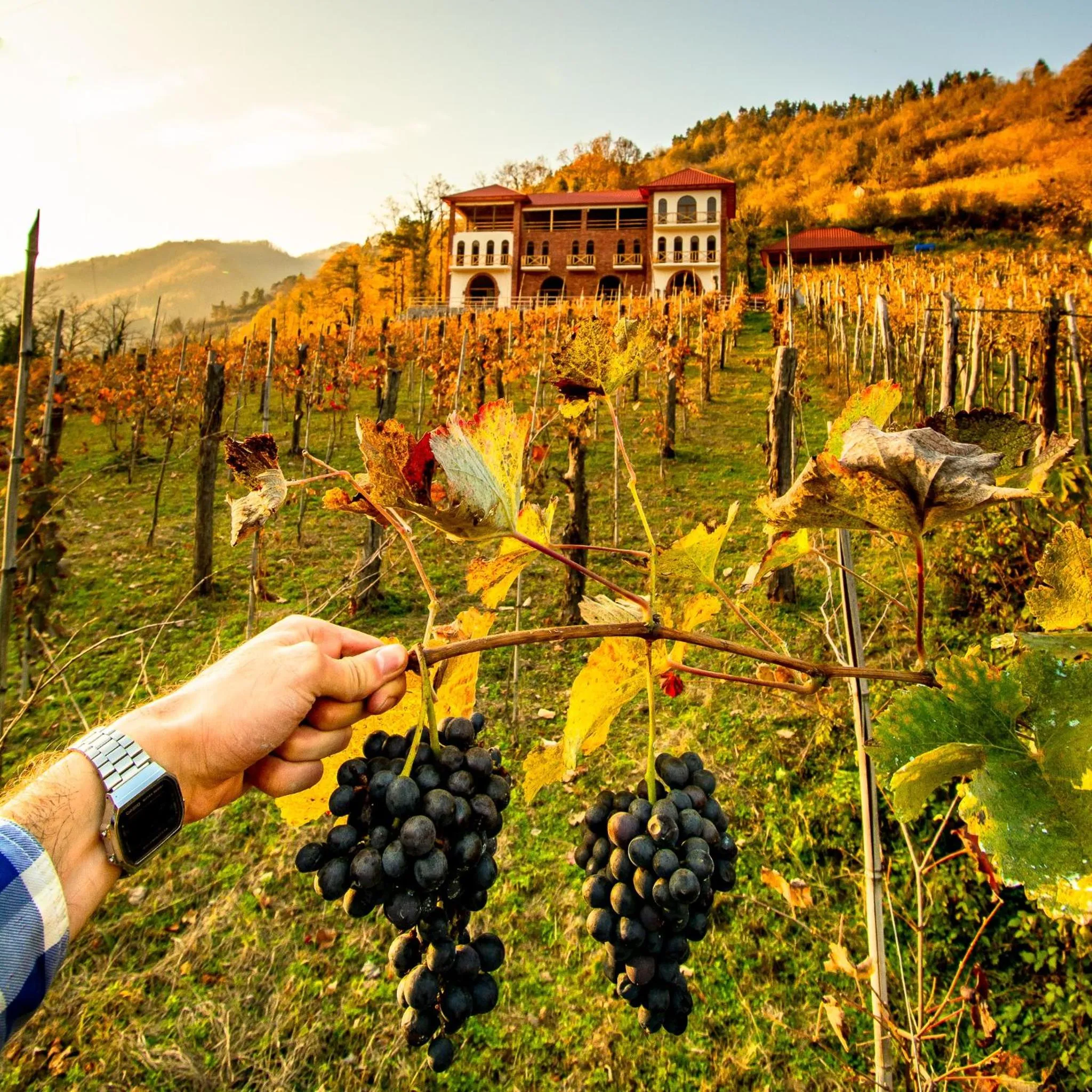 Garden in Hotel Chateau Iveri