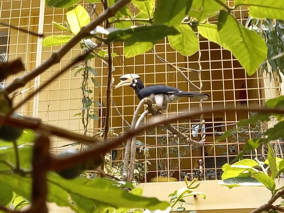 Animals in Devi music ashram