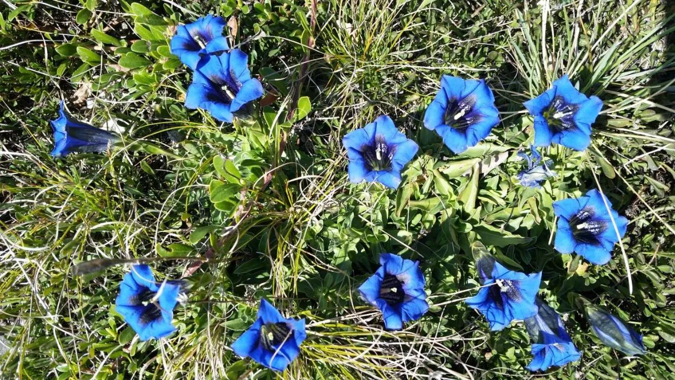 Spring in Garni Toni