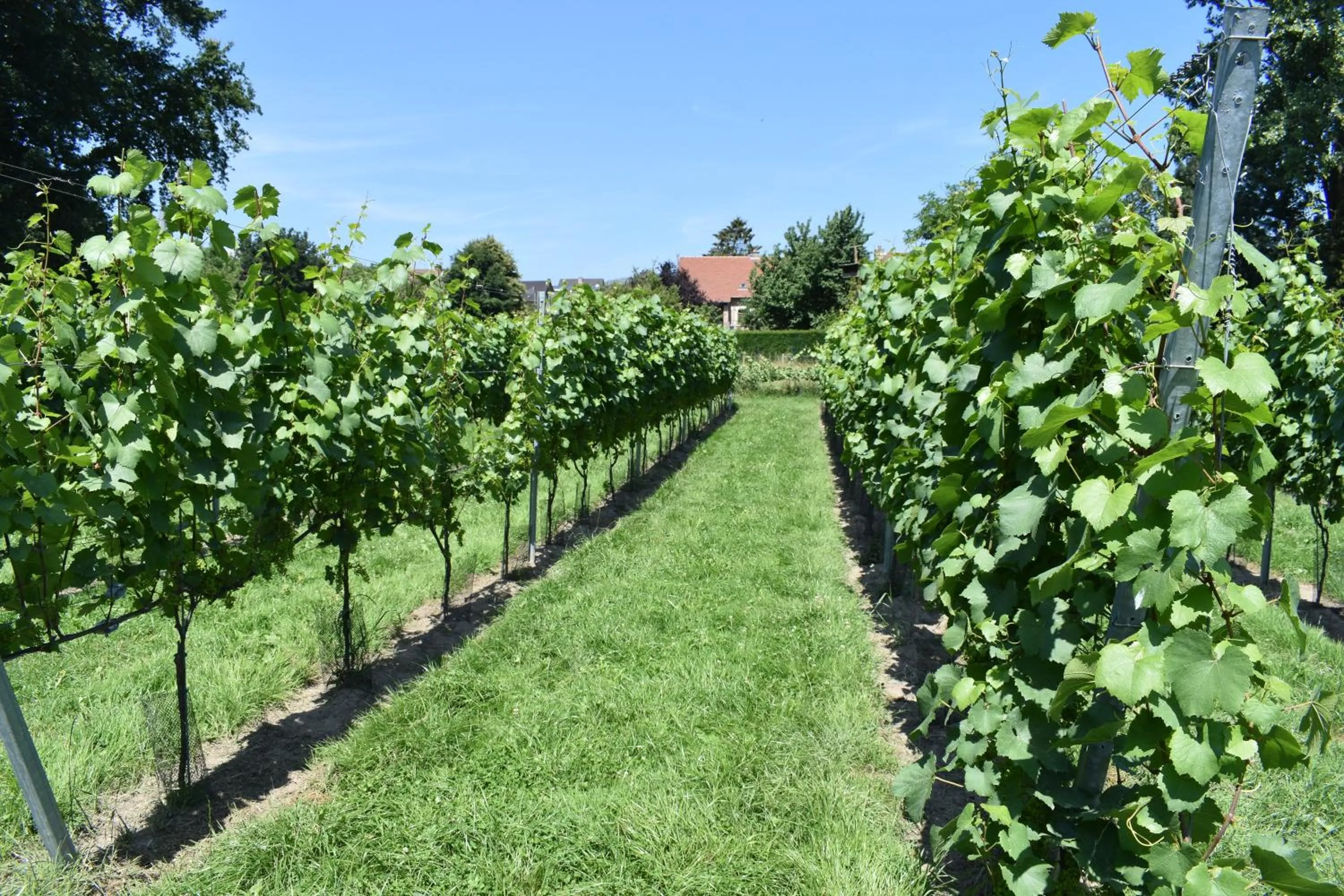 Natural landscape in B&B Gellick