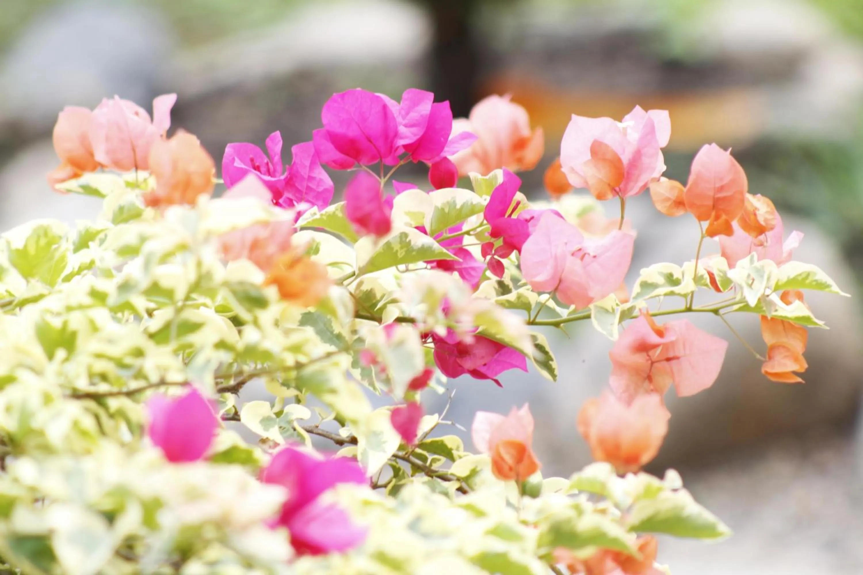 Spring in Praba Hostel