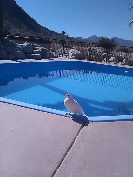 Swimming pool in Starlight Boutique Hotel Pioneertown