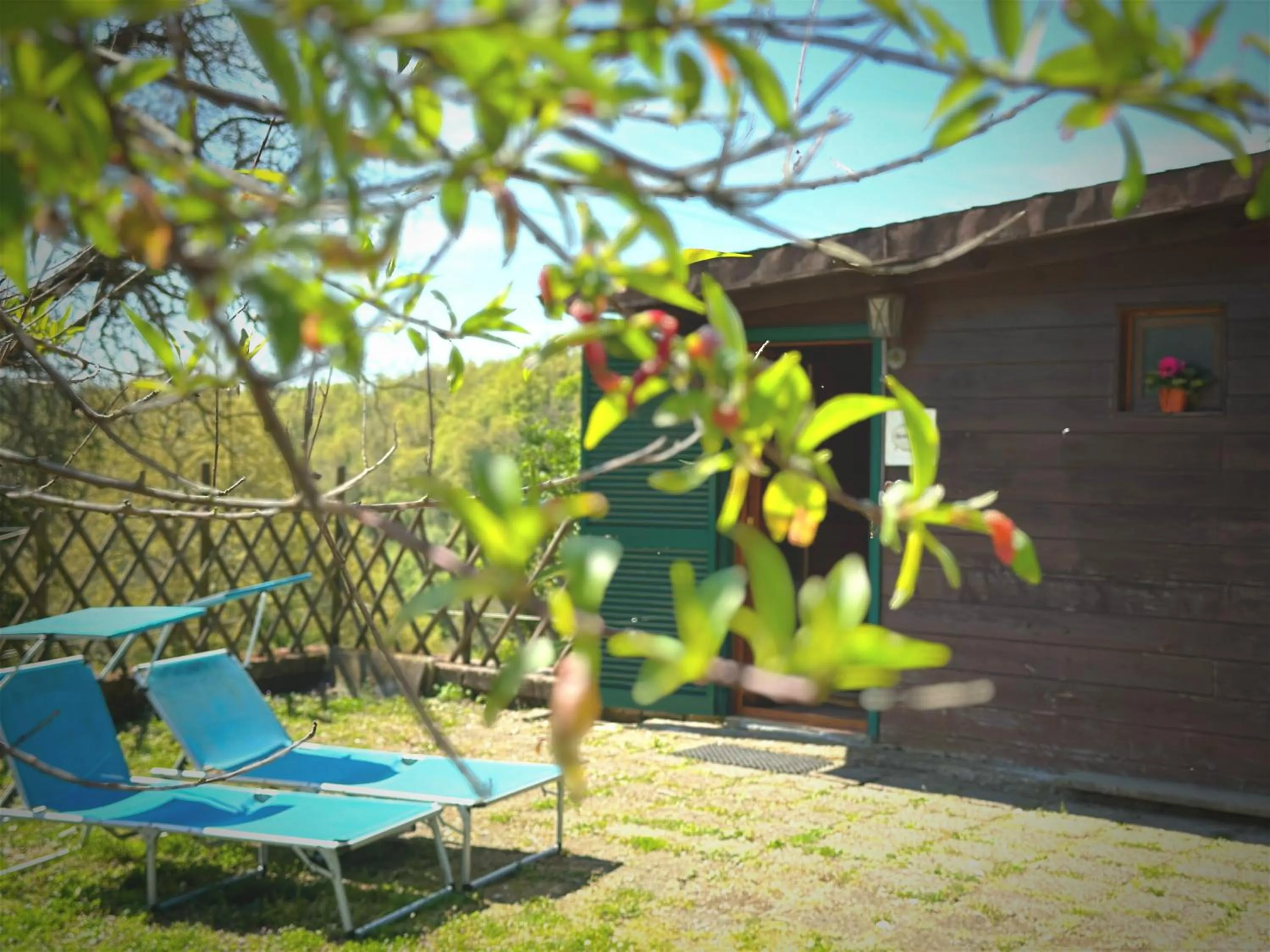 Night in the Wood Sorbo