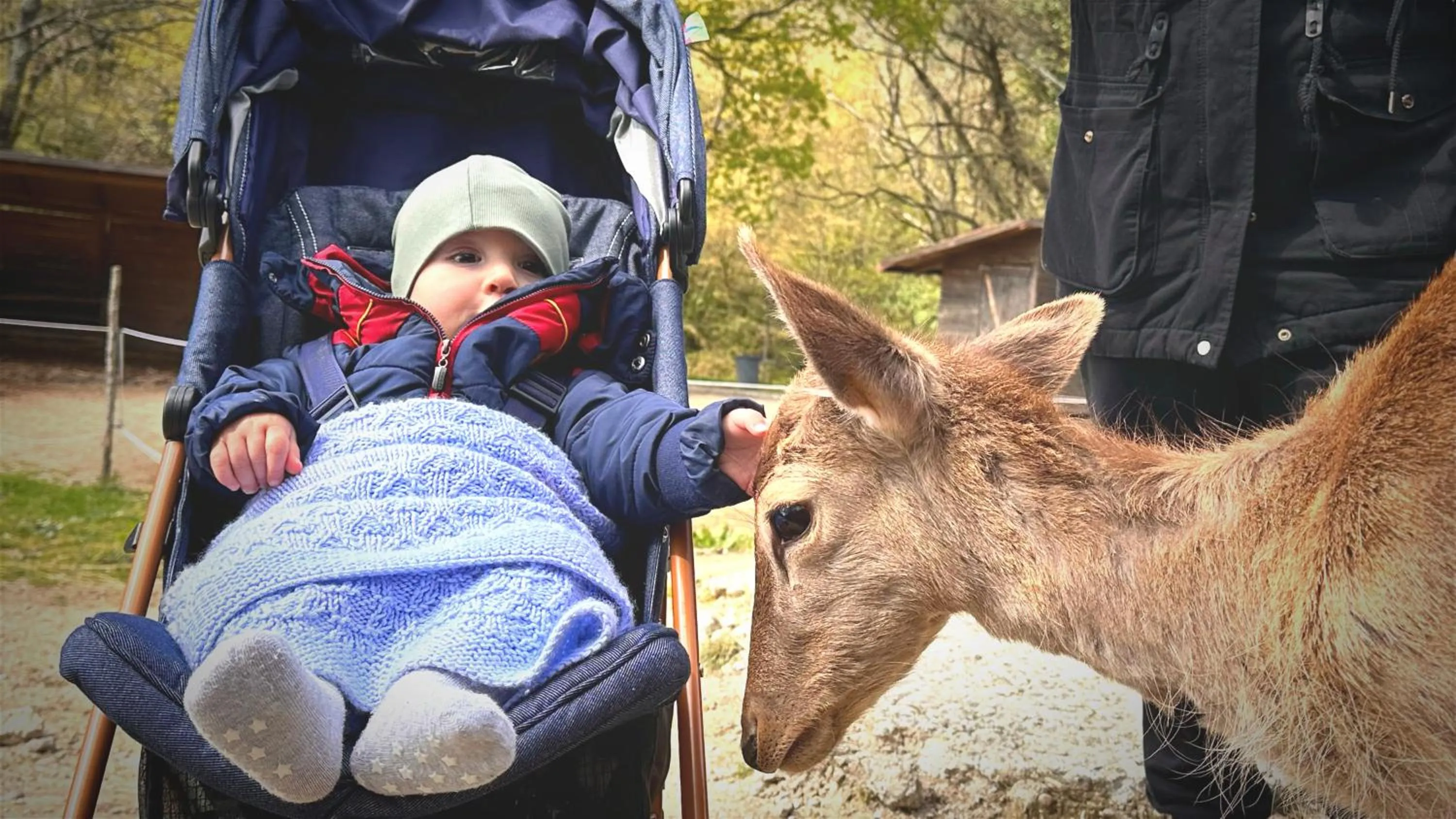 Night in the Wood Sorbo