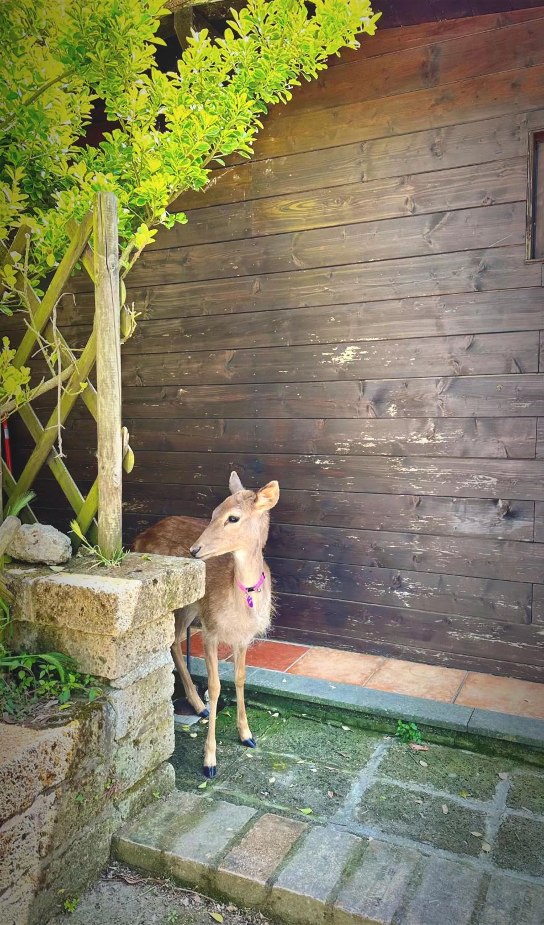 Night in the Wood Sorbo