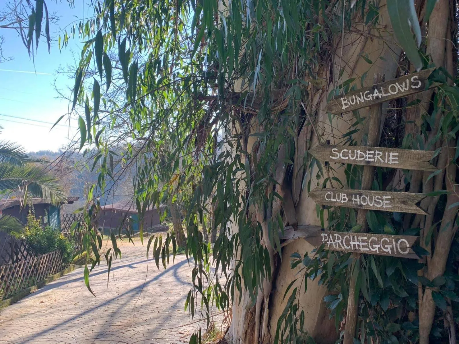 Night in the Wood Sorbo