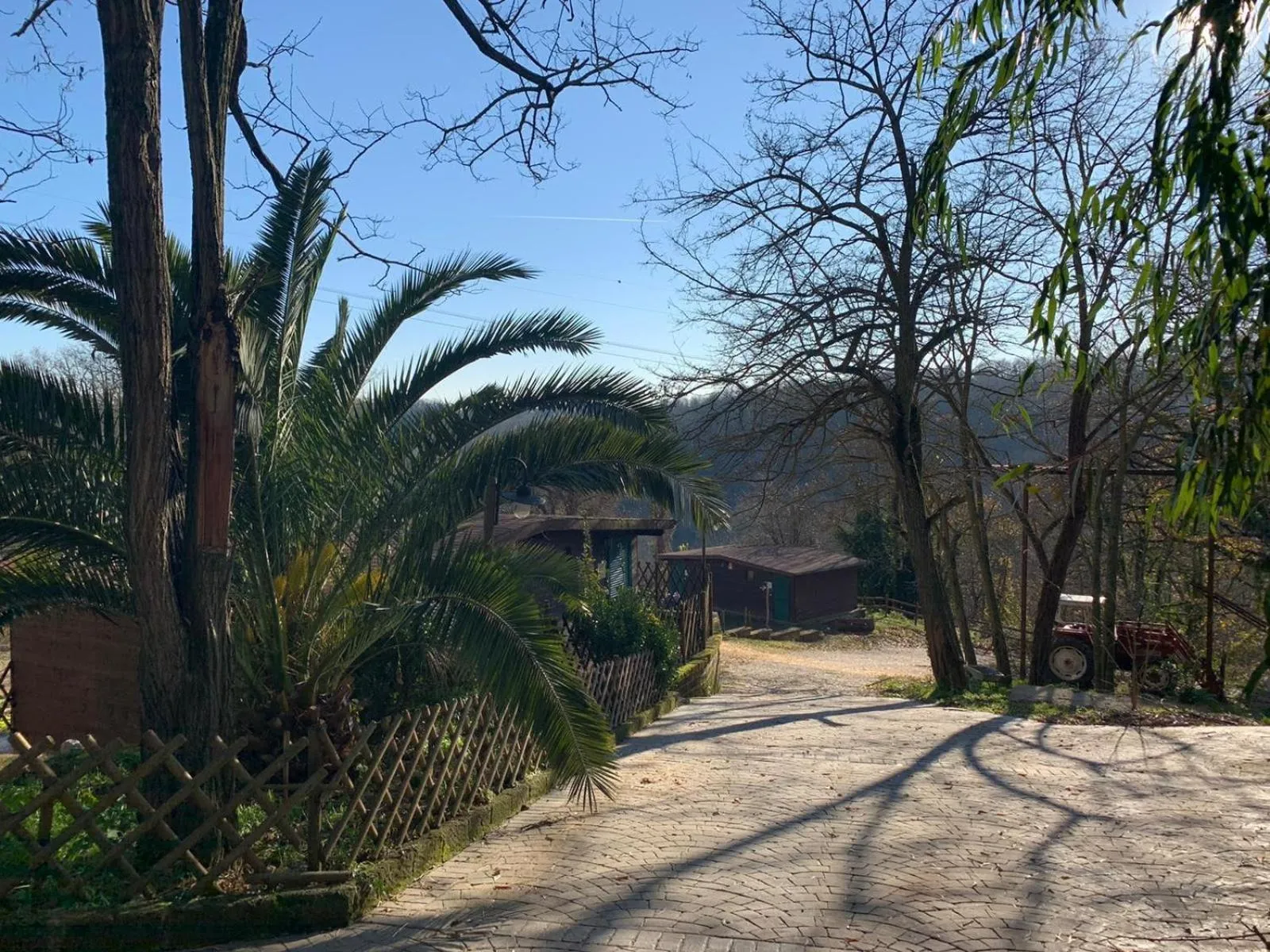 Night in the Wood Sorbo