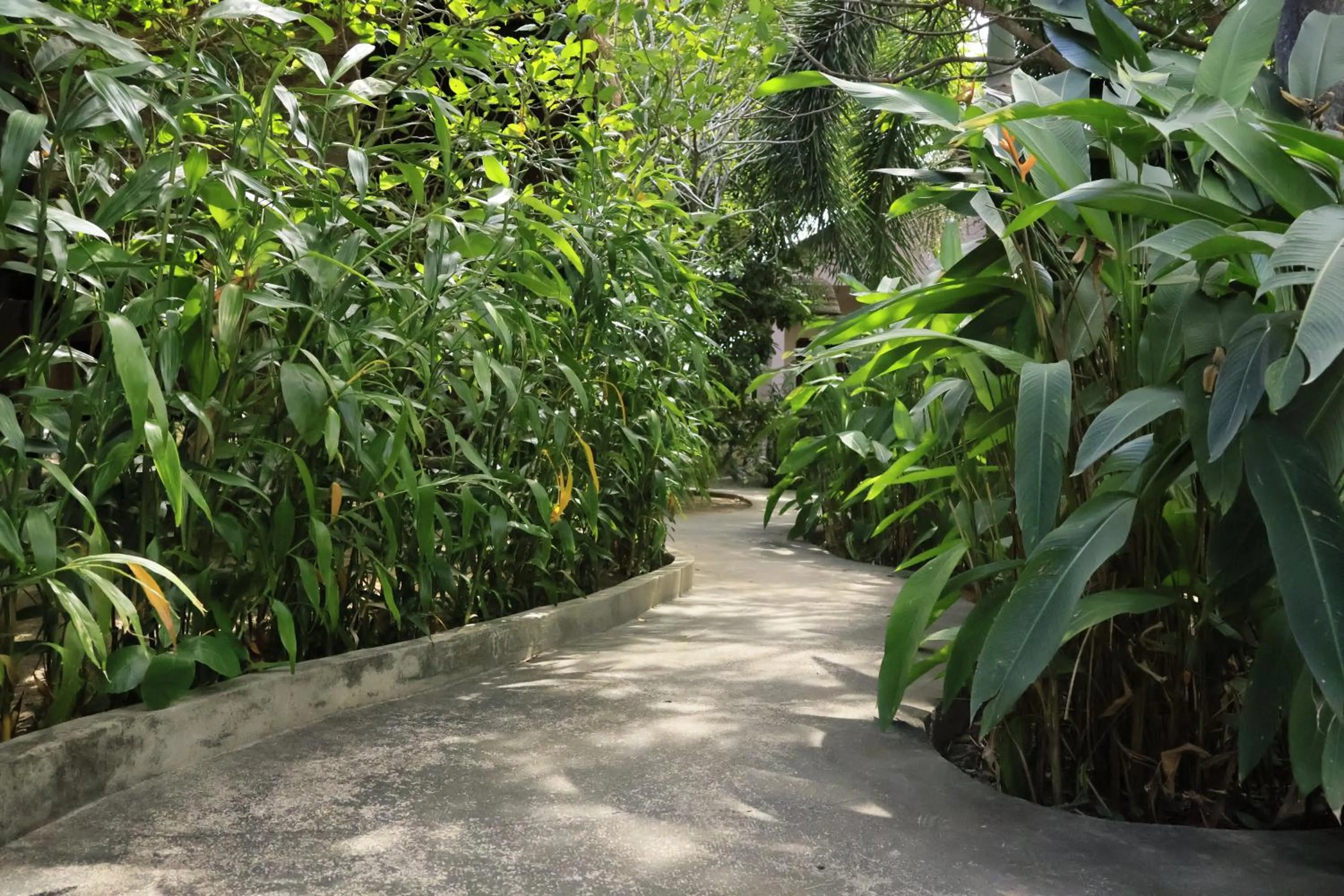 Garden in Bird of Paradise Bungalows