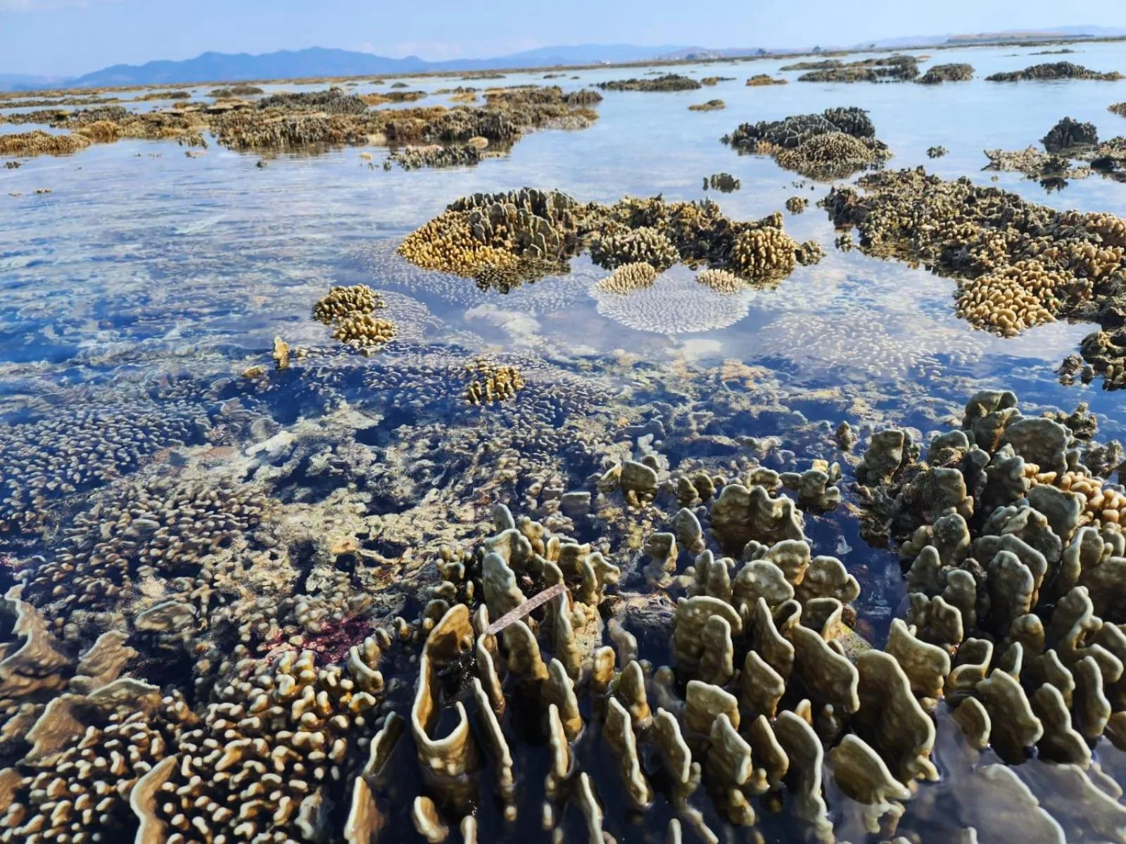 Beach in Sylvia Hotel & Resort Komodo