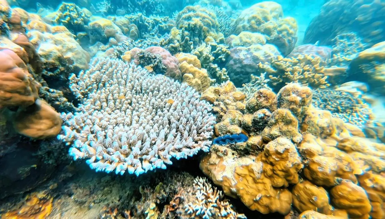 Snorkeling in Sylvia Hotel & Resort Komodo