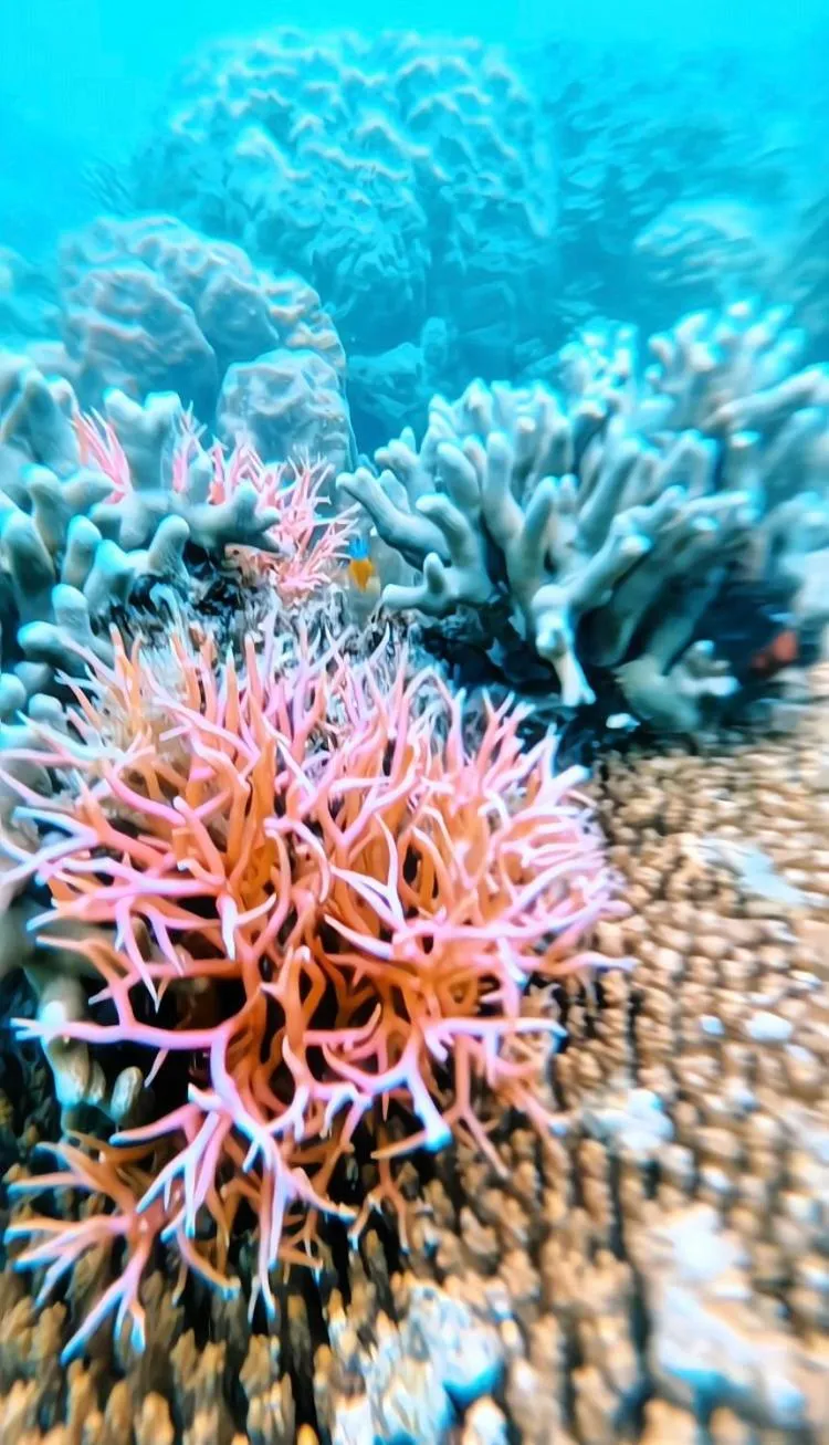 Snorkeling in Sylvia Hotel & Resort Komodo