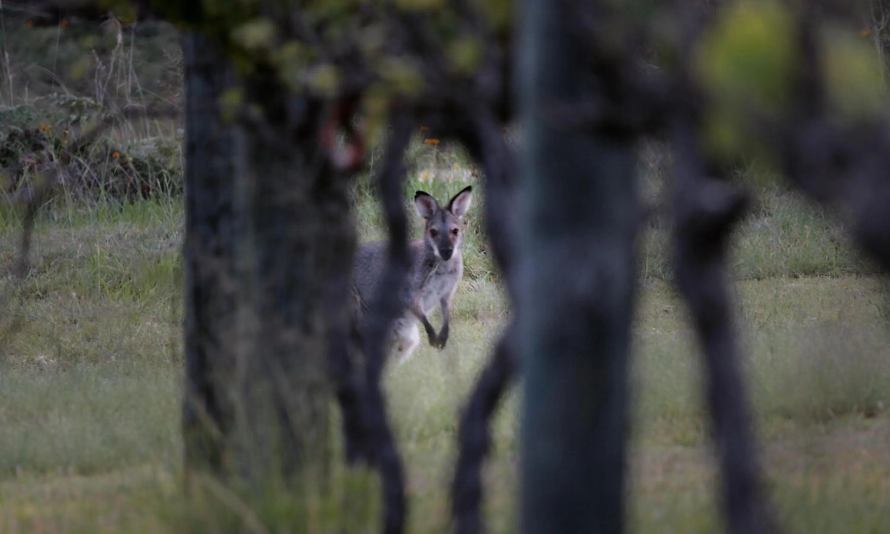 Animals in Granite Belt Retreat and Brewery