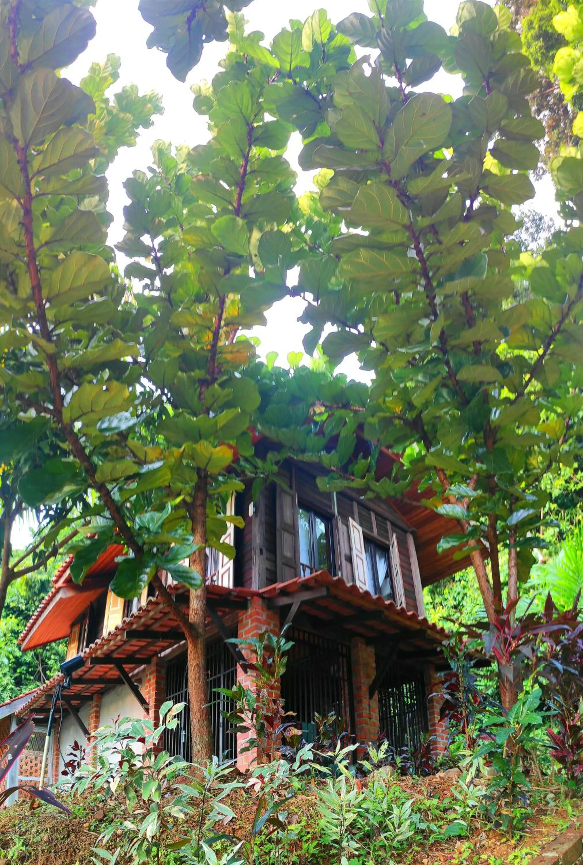 S`ekar Pinang Langkawi