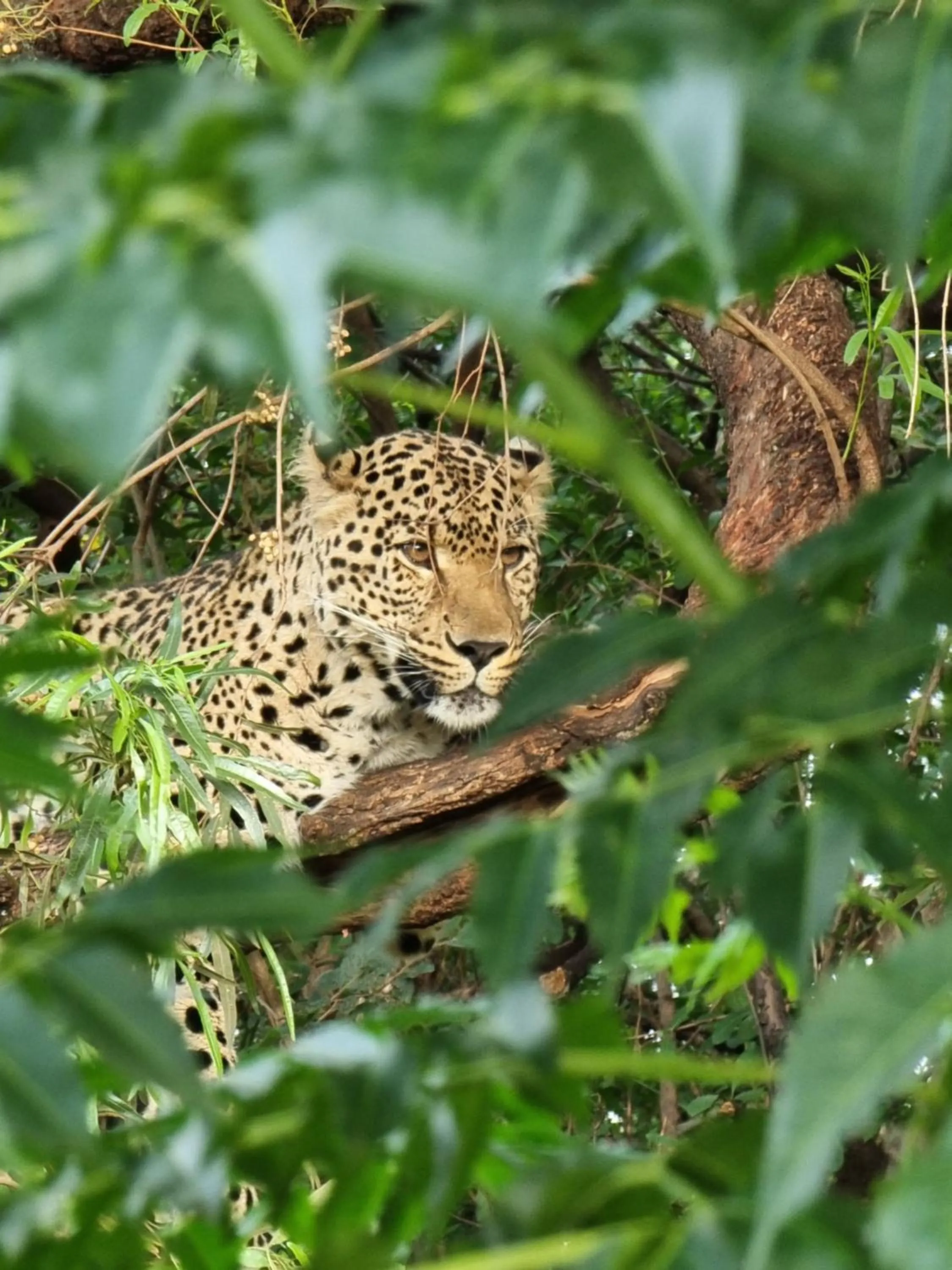 Glen Afric Country Lodge