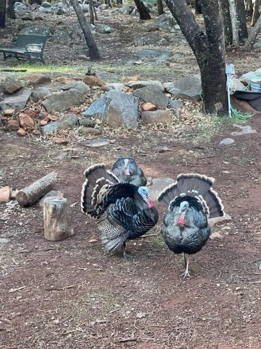Animals in Pine Hills Cabin in Julian