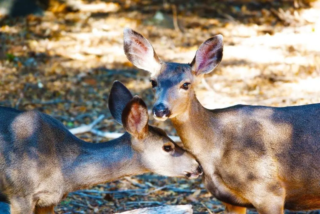 Animals in Pine Hills Cabin in Julian