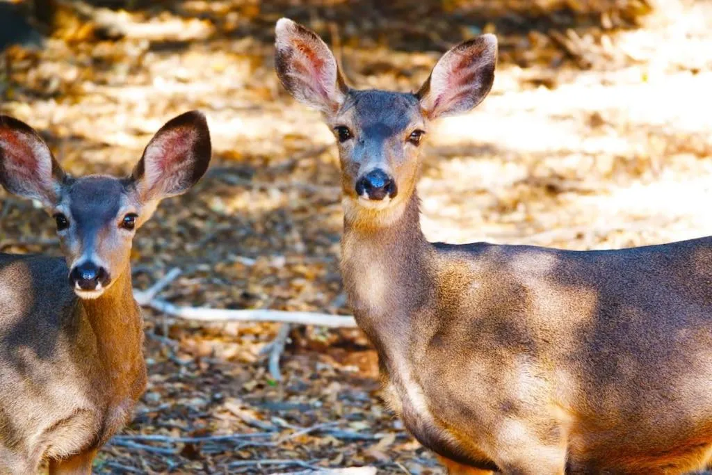 Animals in Pine Hills Cabin in Julian