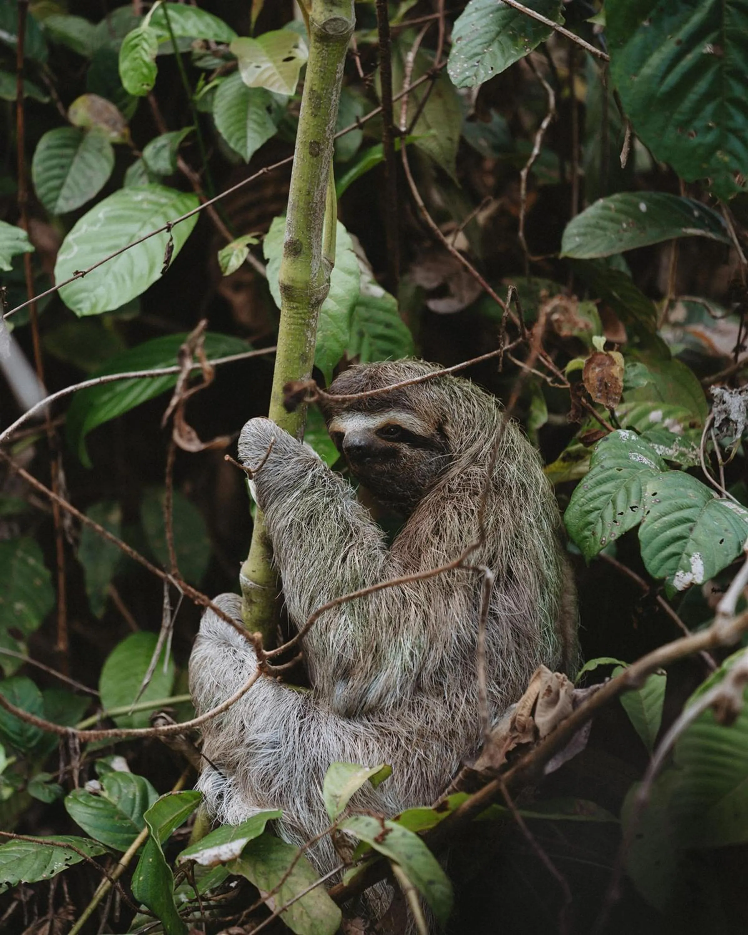 Animals in Kunken Boutique Hotel
