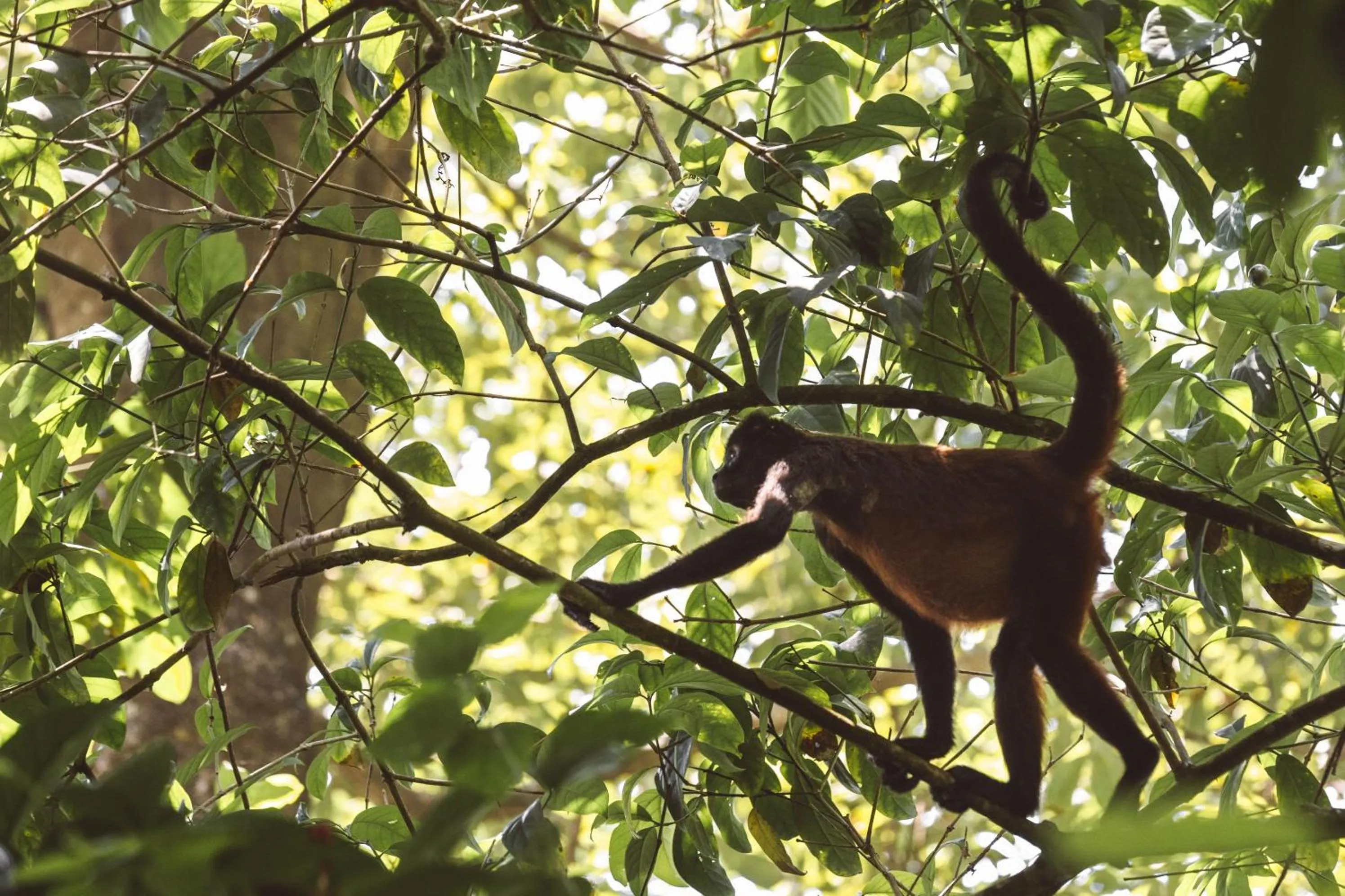 Animals in Kunken Boutique Hotel