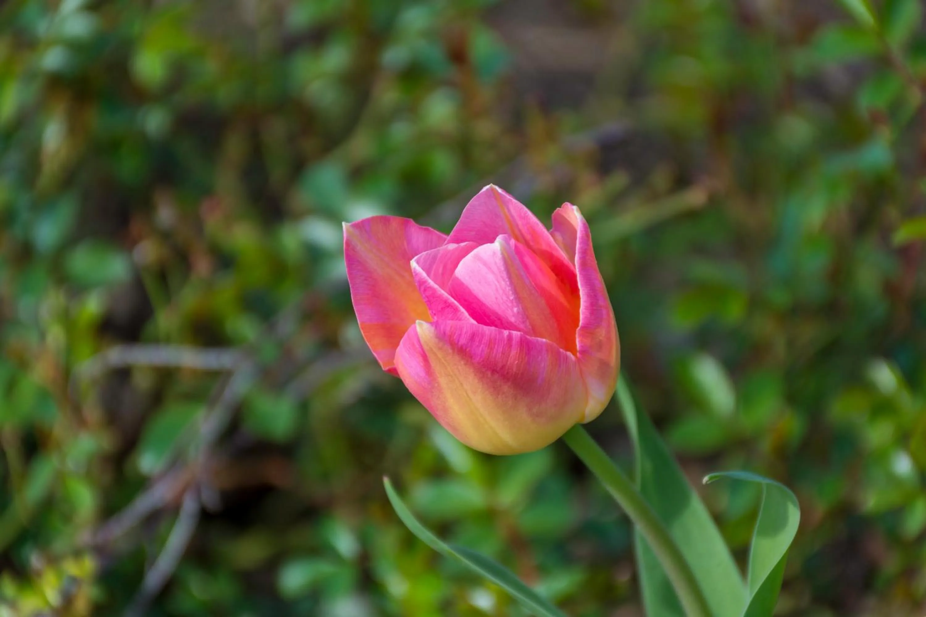 Garden in Gem bed and breakfast