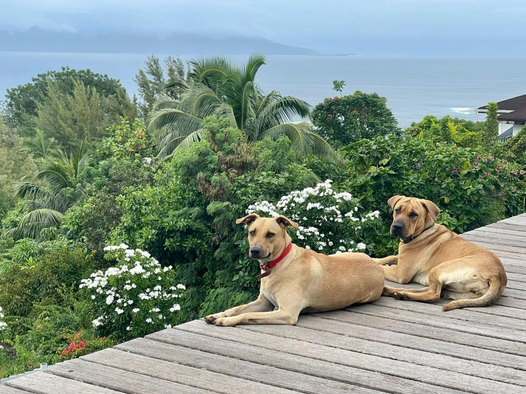 Natural landscape in Jolie Maison Vue Ocean et Moorea