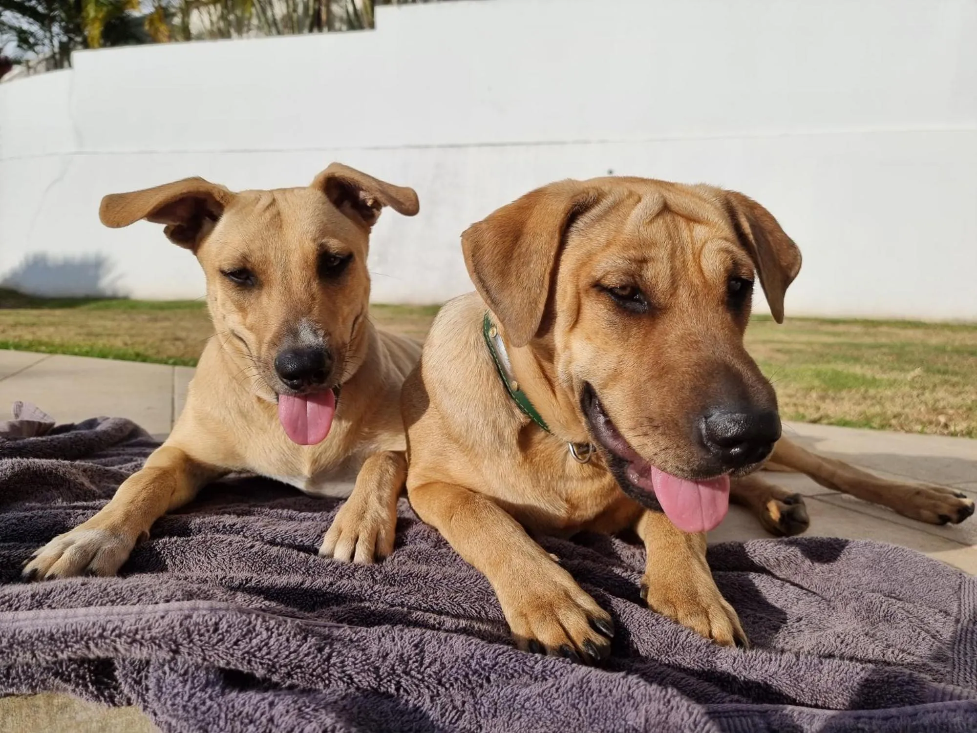 Pets in Jolie Maison Vue Ocean et Moorea