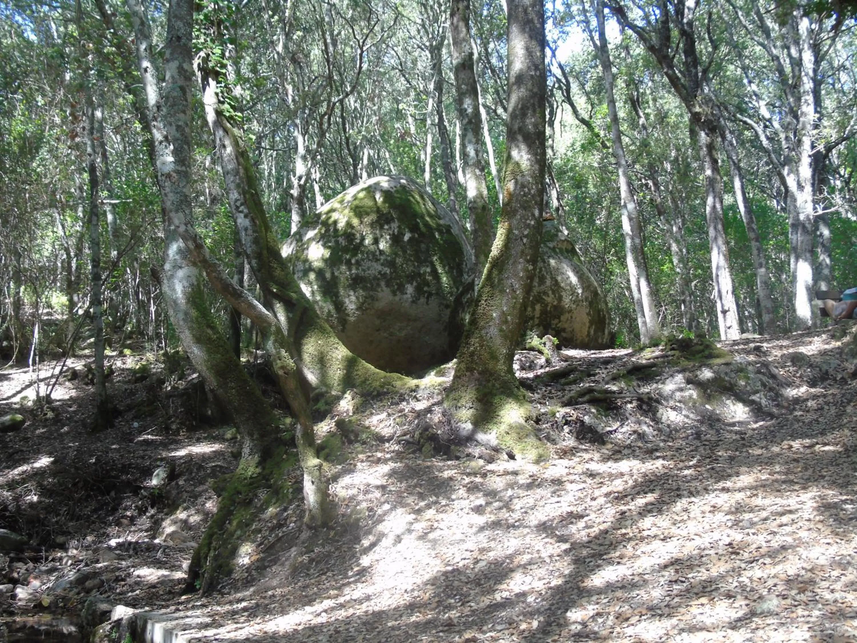 Natural landscape in Villa Graziosa