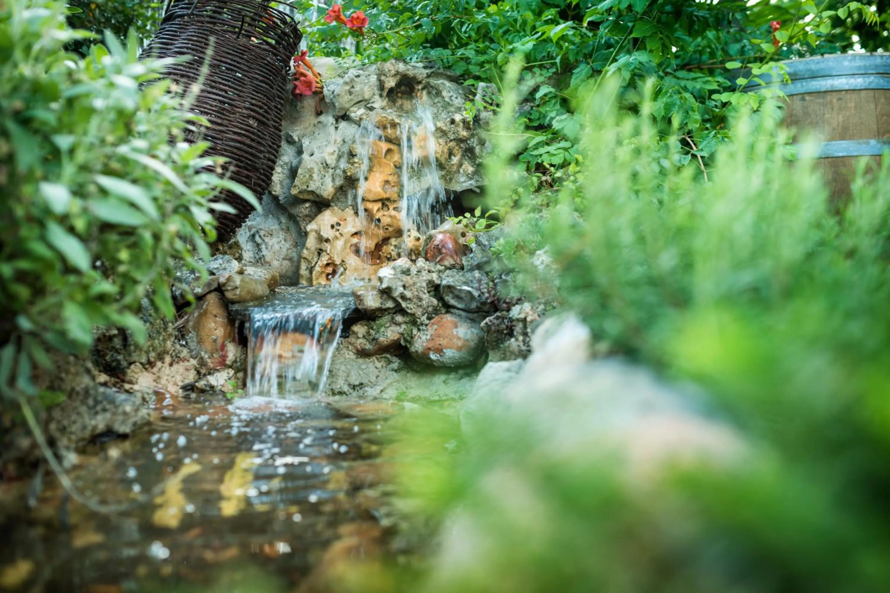 Garden in Hostal Restaurante Rijujama