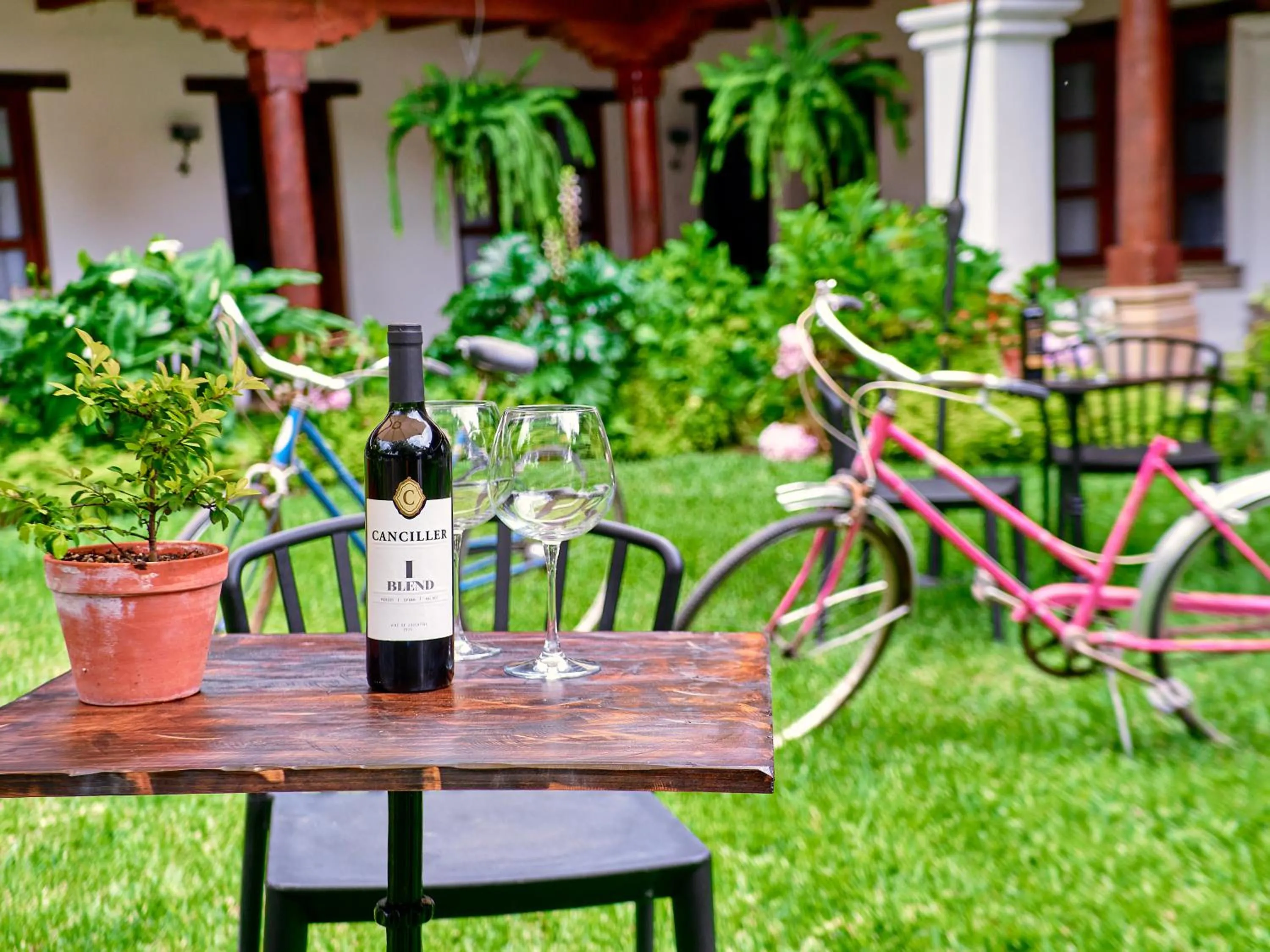 Garden in Hotel Cacique Real