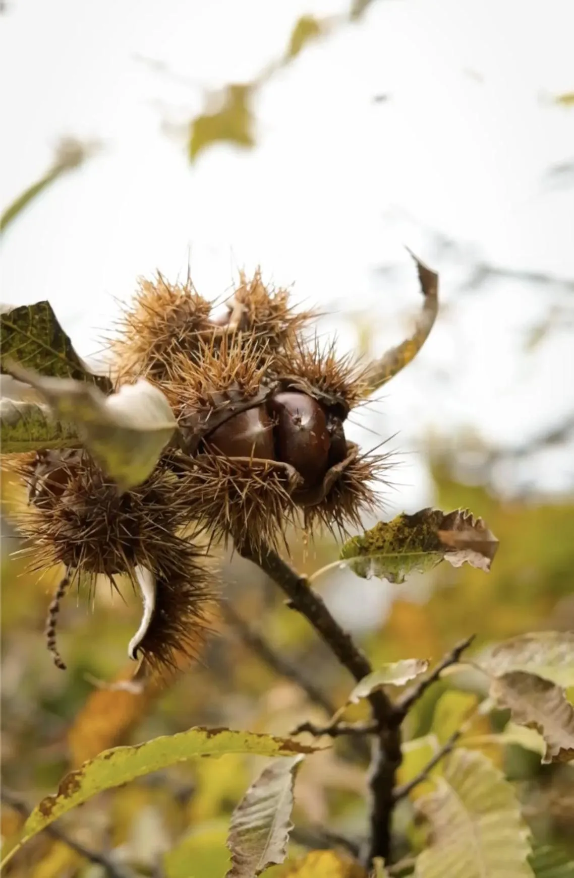 Autumn in Hotel Il Castagno