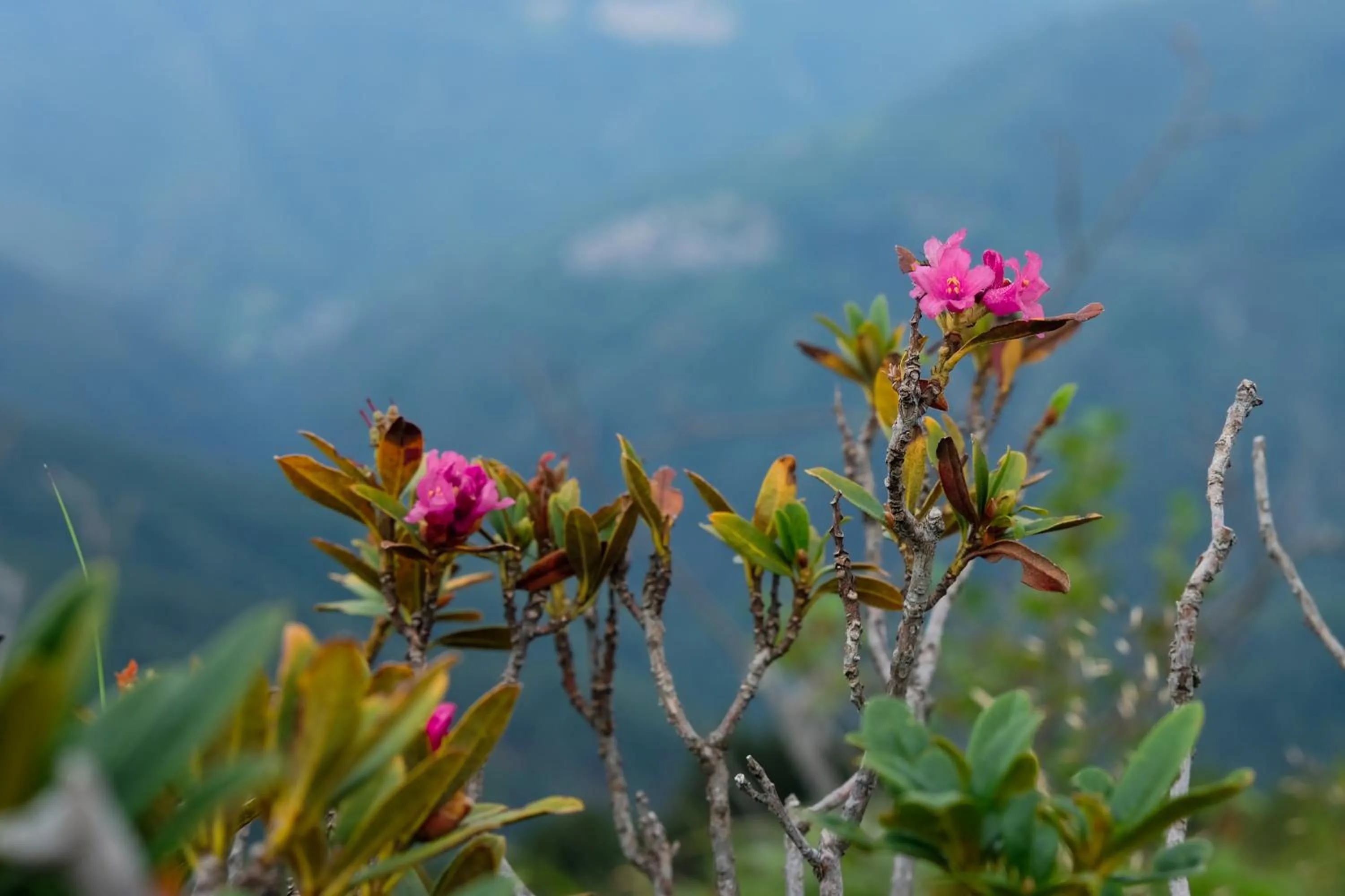 Natural landscape in Hotel Il Castagno