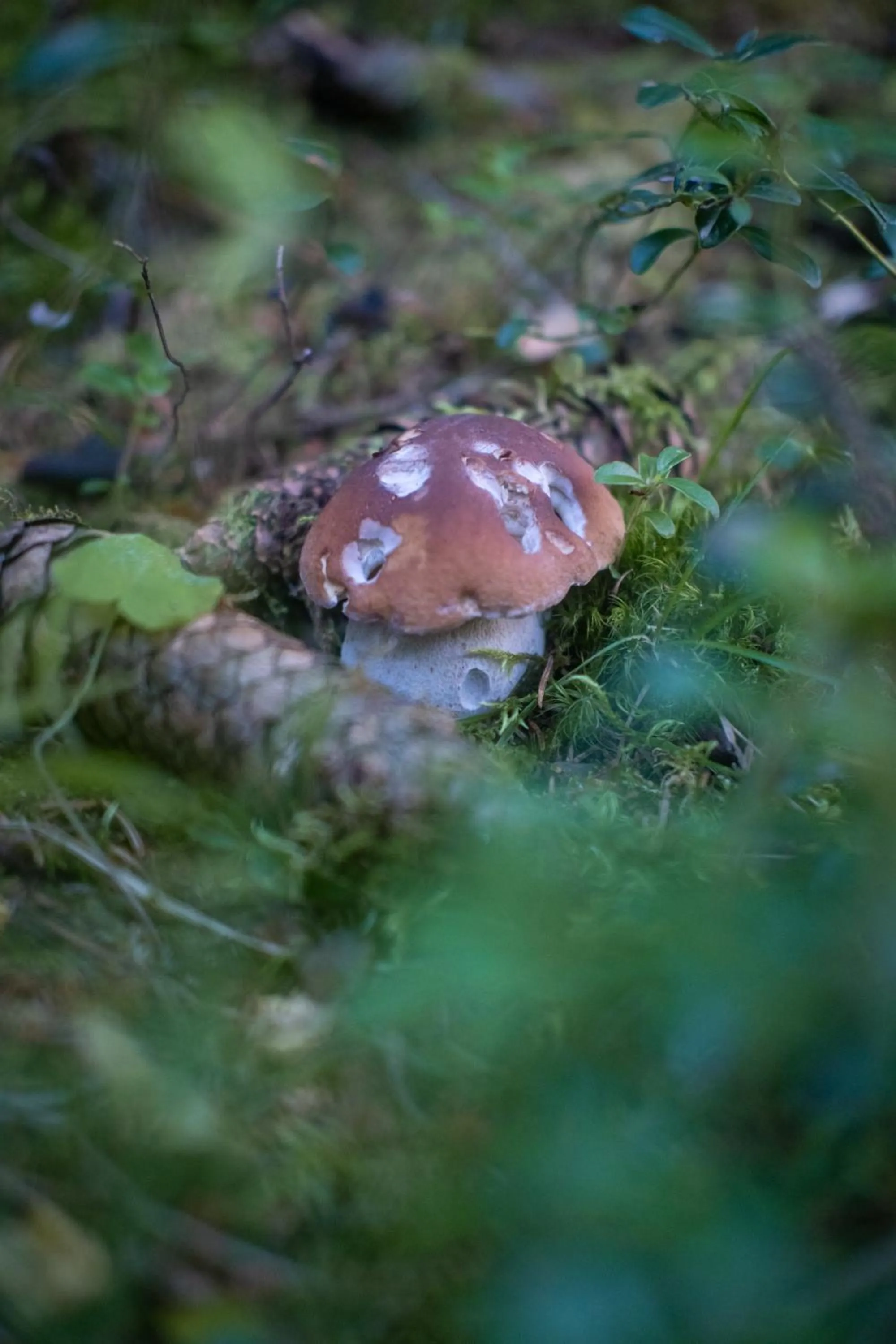 Natural landscape in Hotel Il Castagno