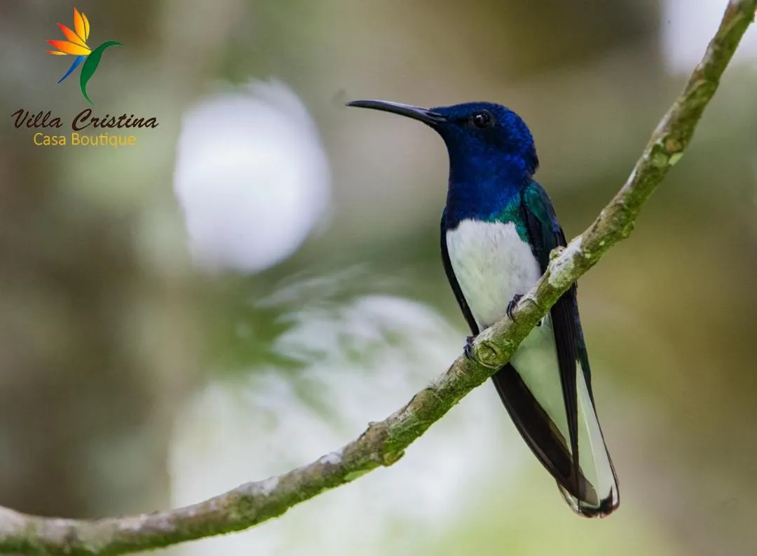 Animals in Villa Cristina - Casa Boutique