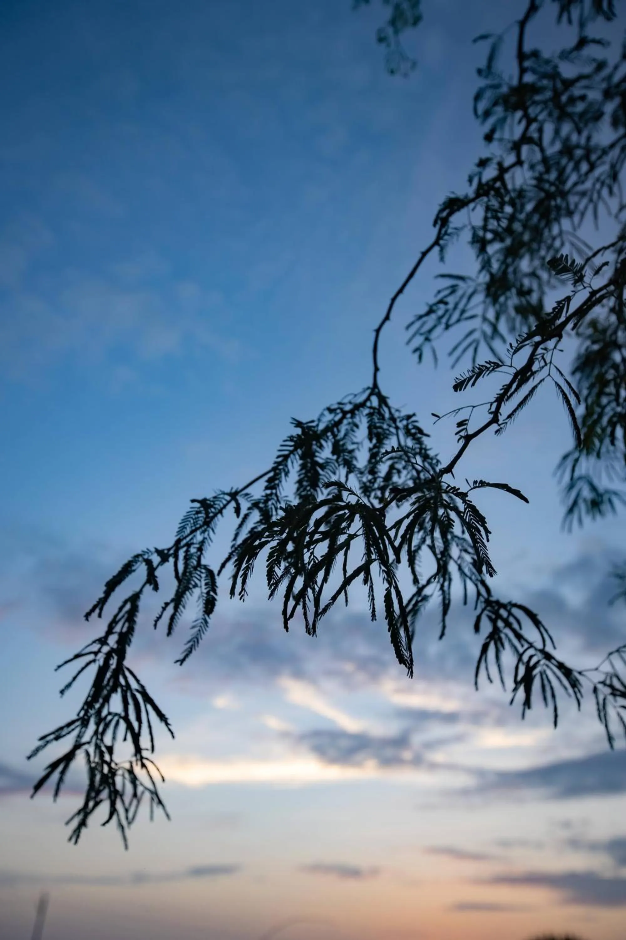 Natural landscape in Nature Village Resort