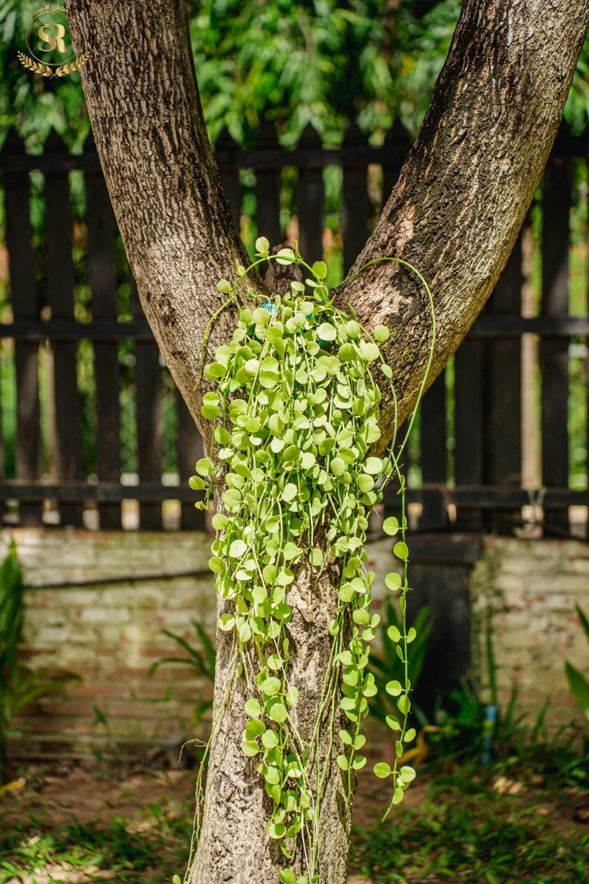 Garden view in Saline Residence