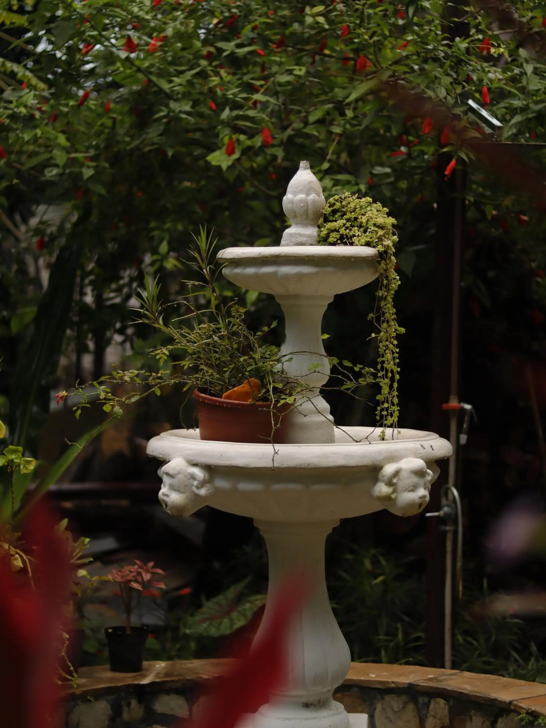 Garden in Chez Max Pousada