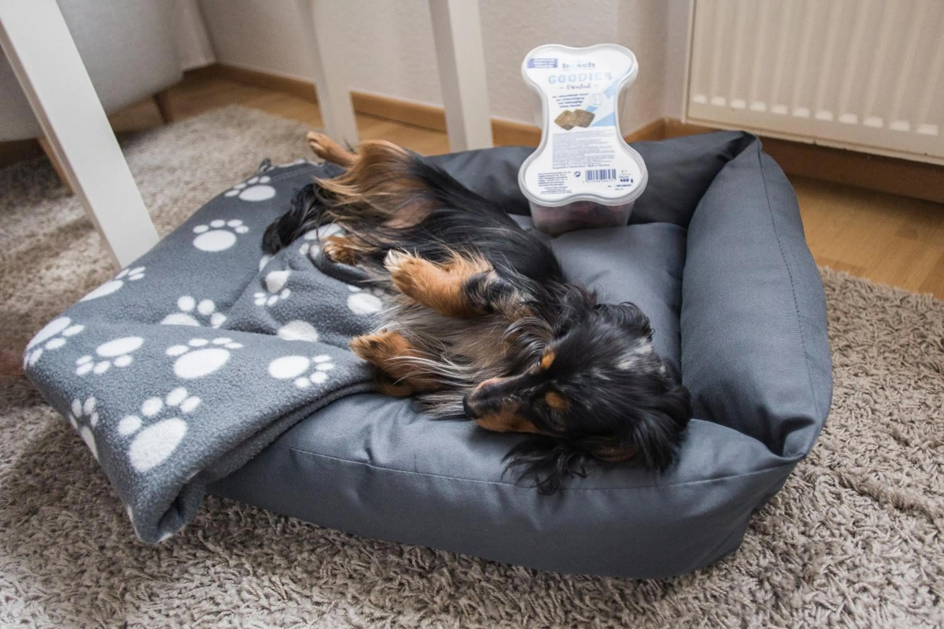 Pets in Schwiizeralp Hotel & Restaurant