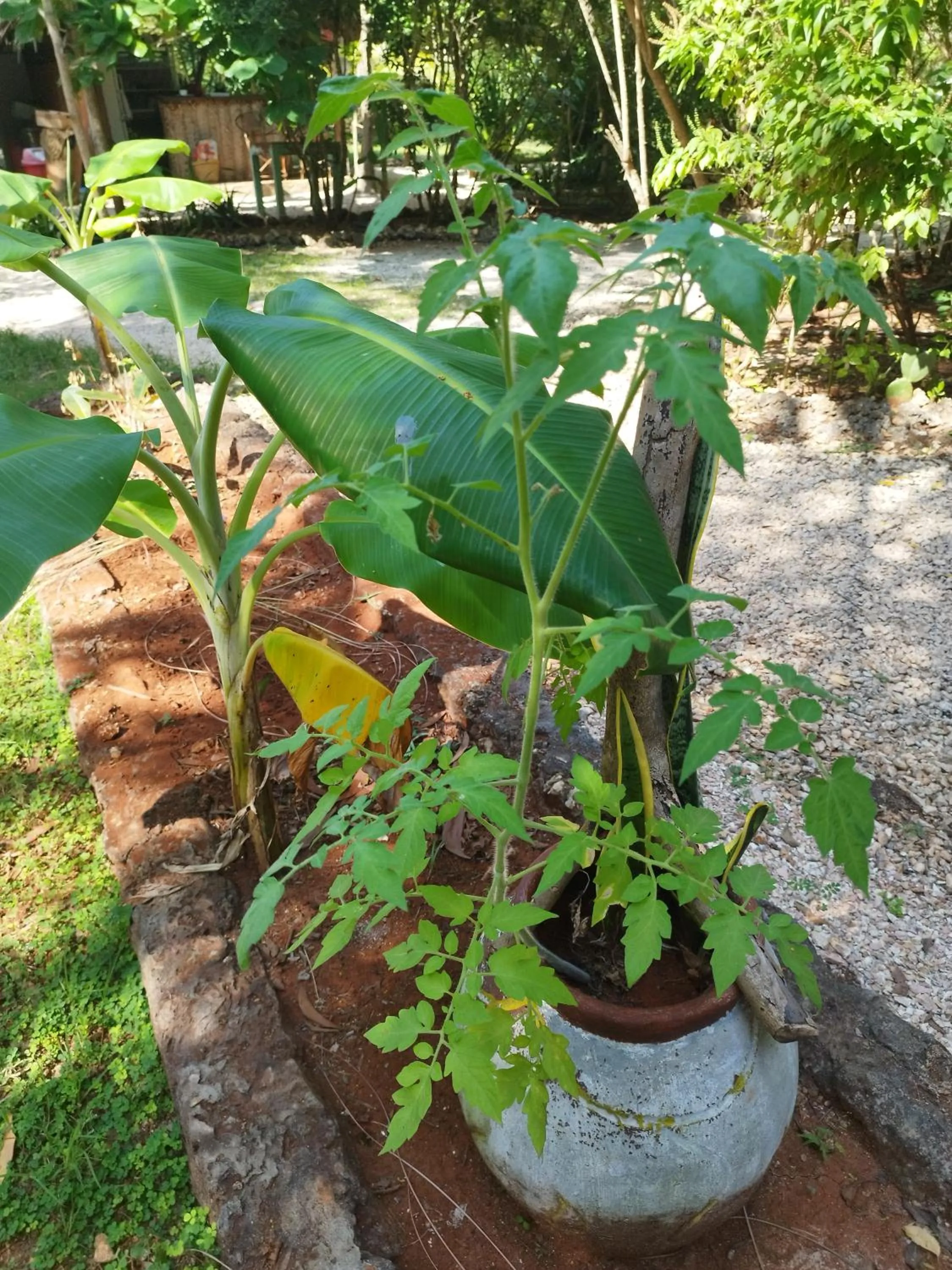 Garden in COCO REEF ECOLODGE