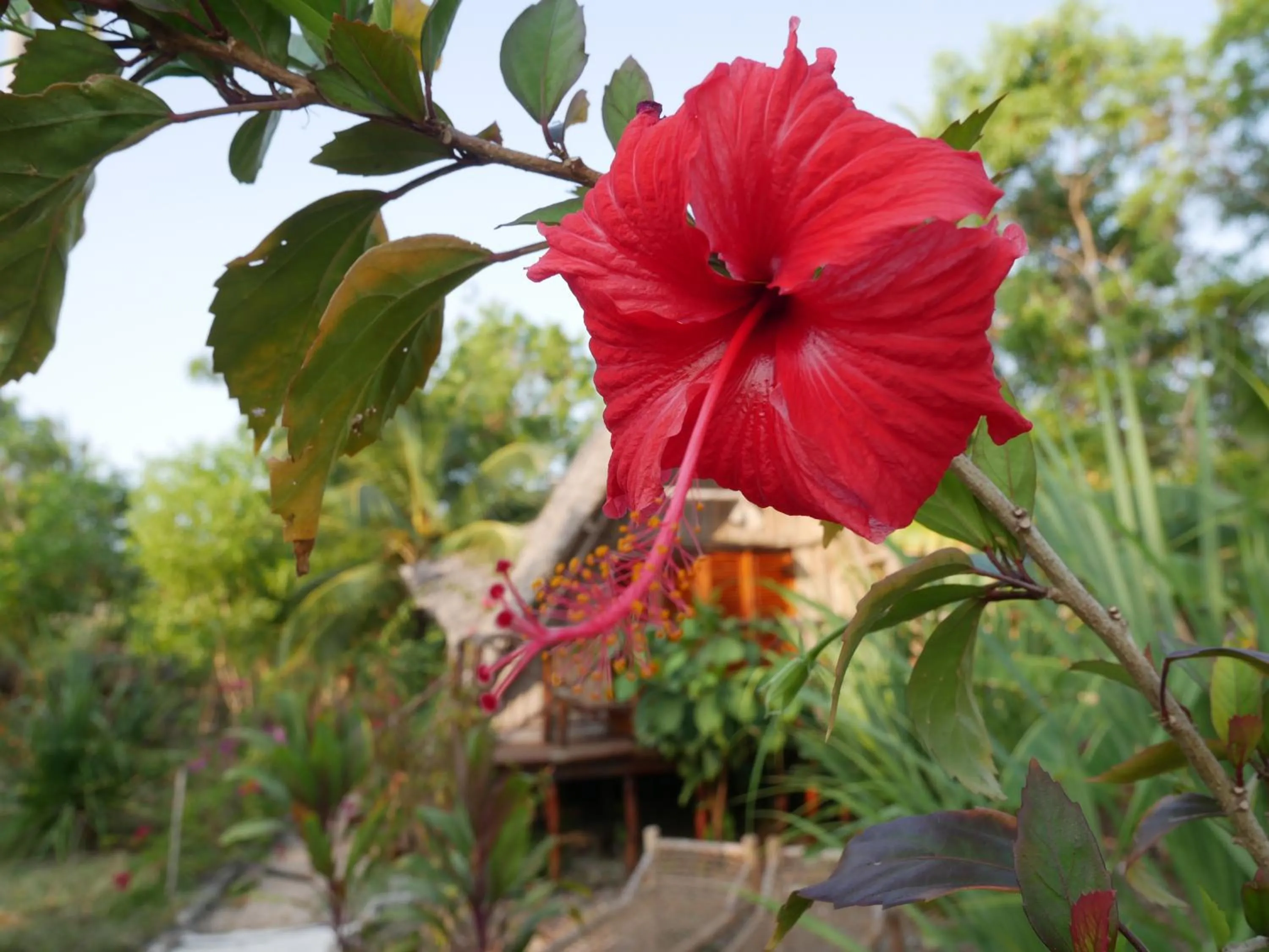 Garden in COCO REEF ECOLODGE