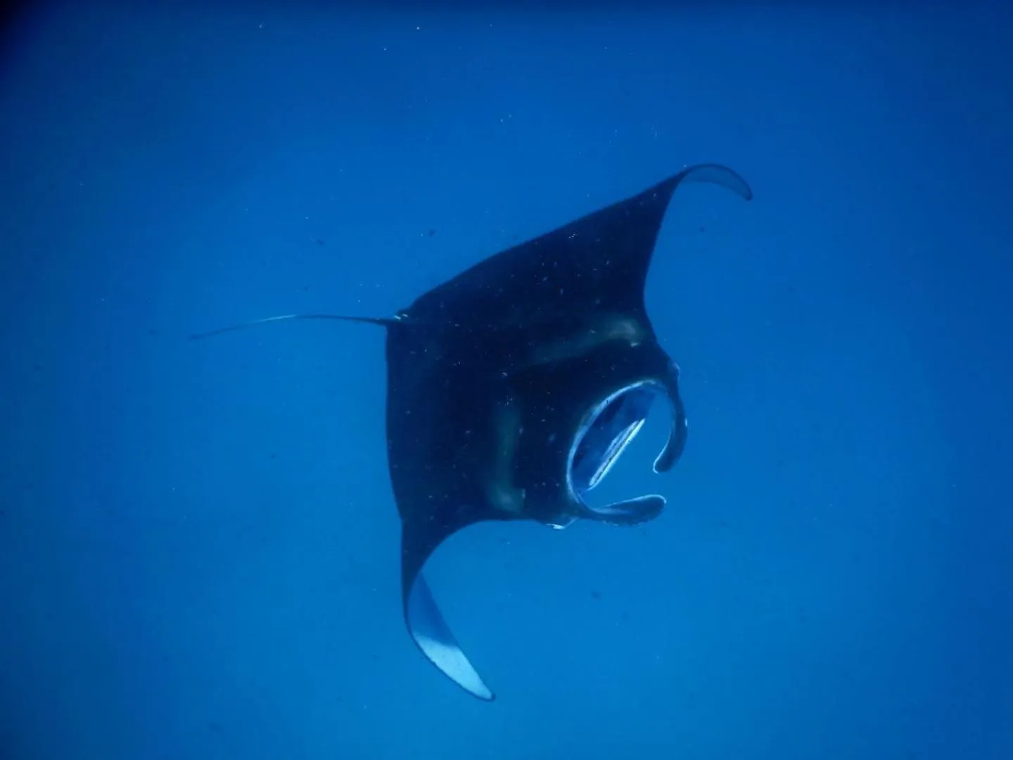 Snorkeling in Wow Inn Keyodhoo