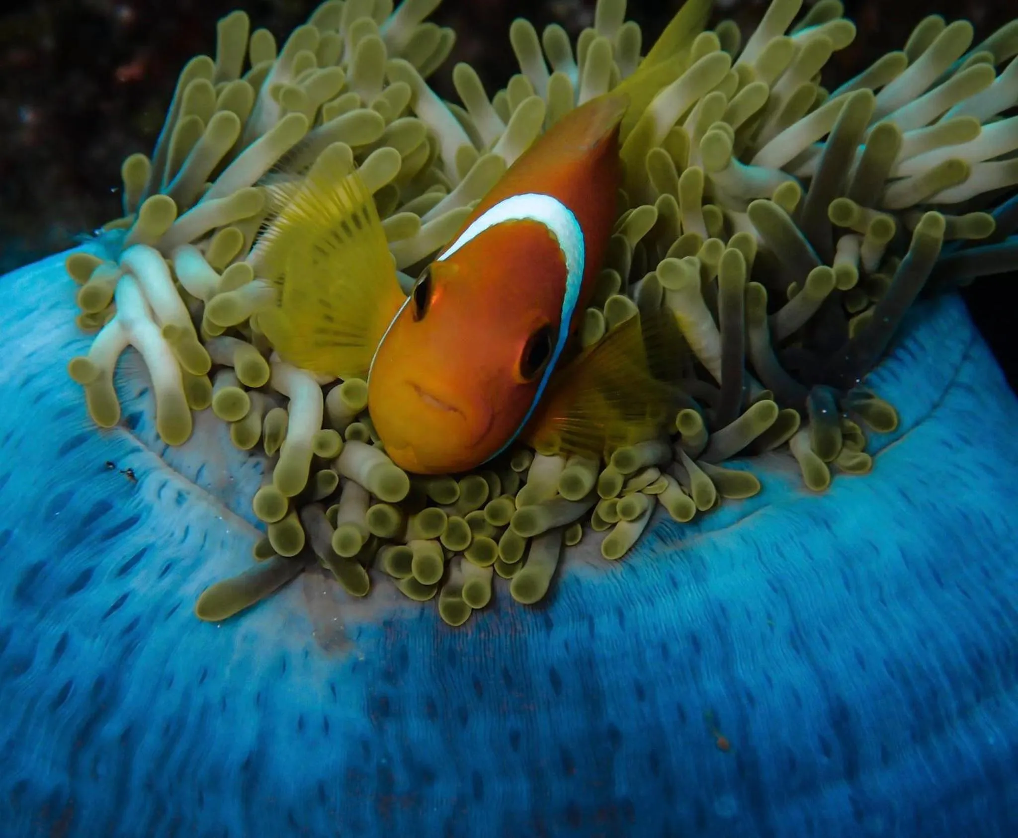 Snorkeling in Wow Inn Keyodhoo