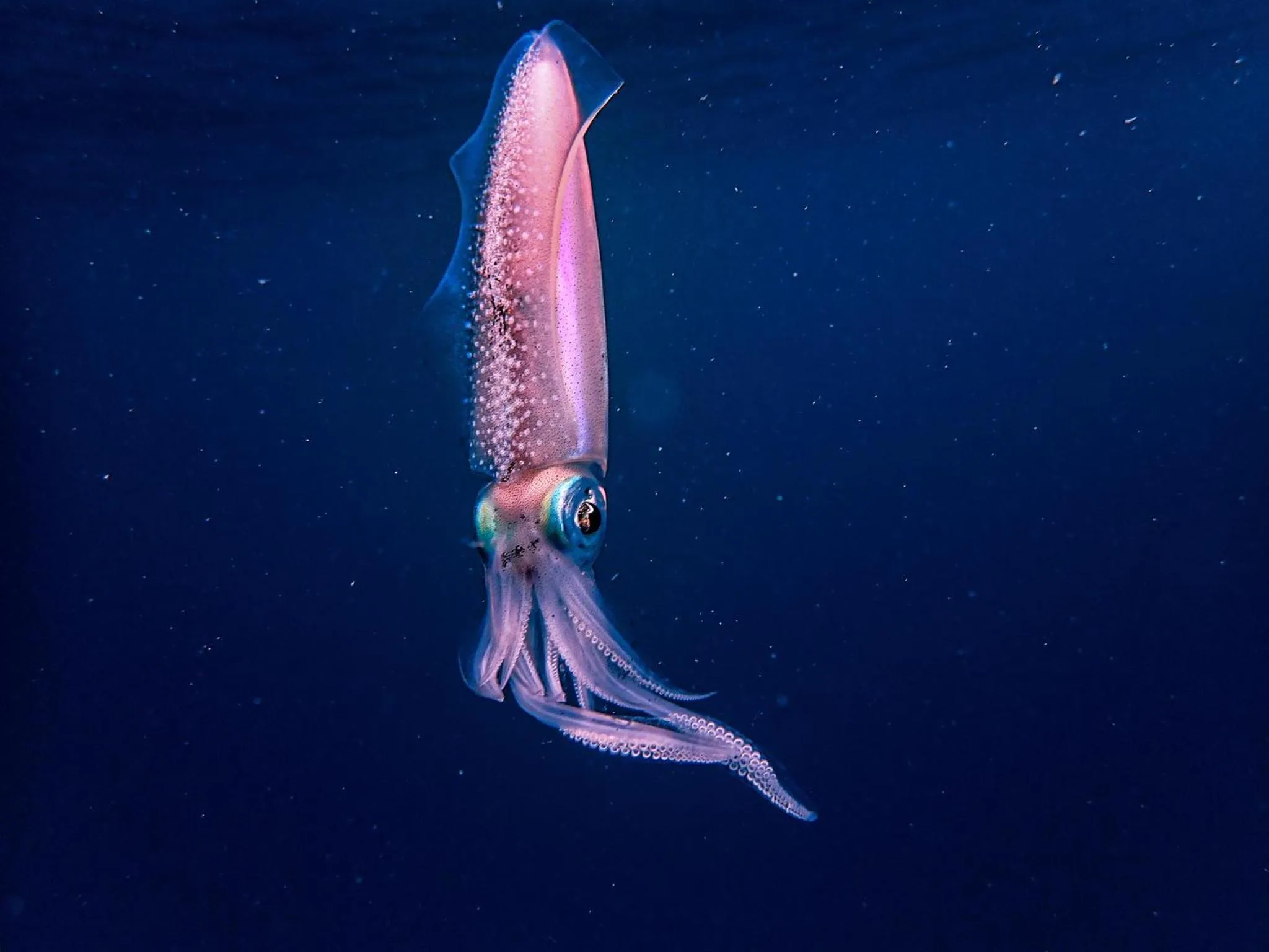 Snorkeling in Wow Inn Keyodhoo
