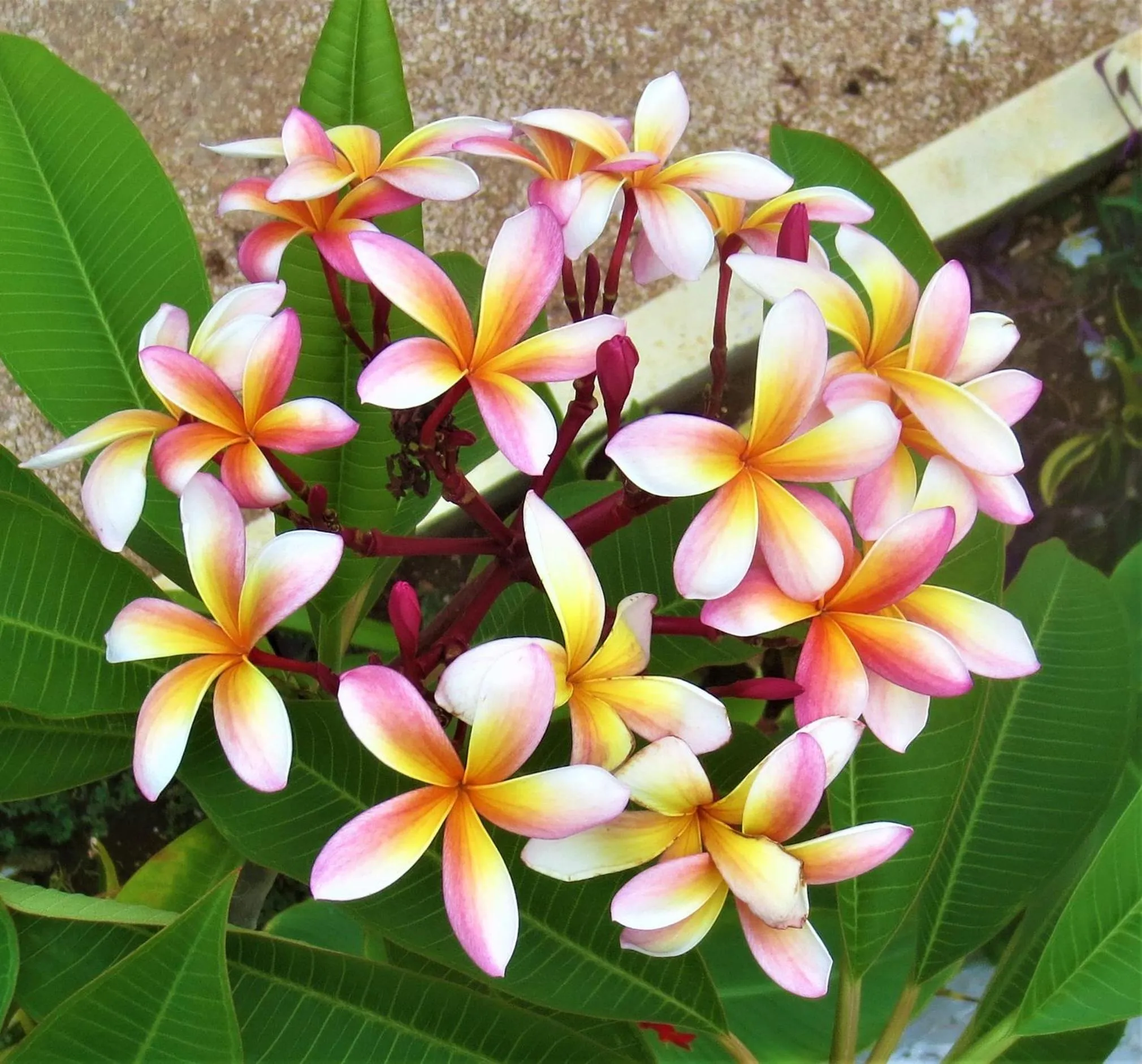 Garden in Posada Hondumar Holbox