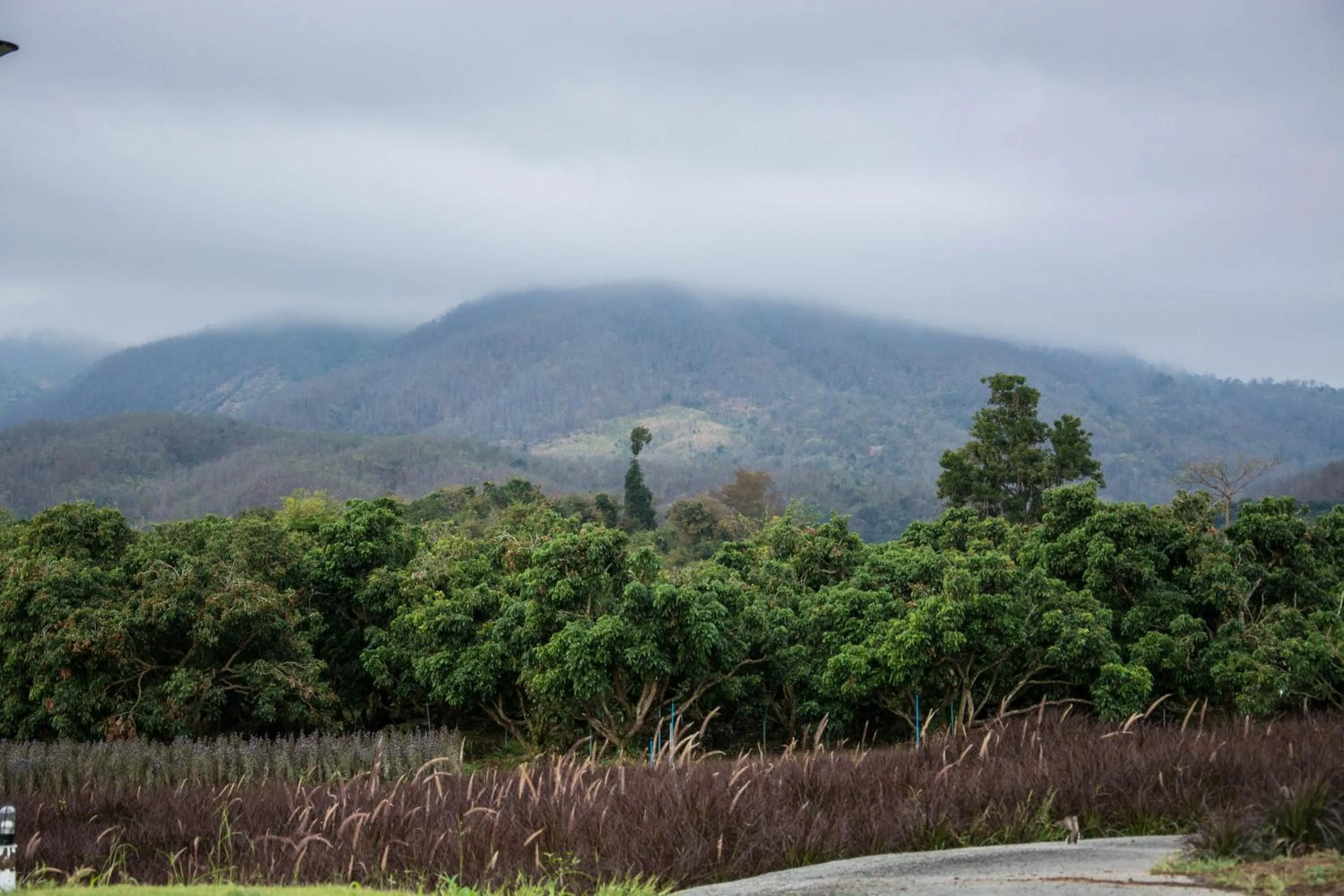 Natural landscape in ไร่บำรุงผล Raibumrungphol