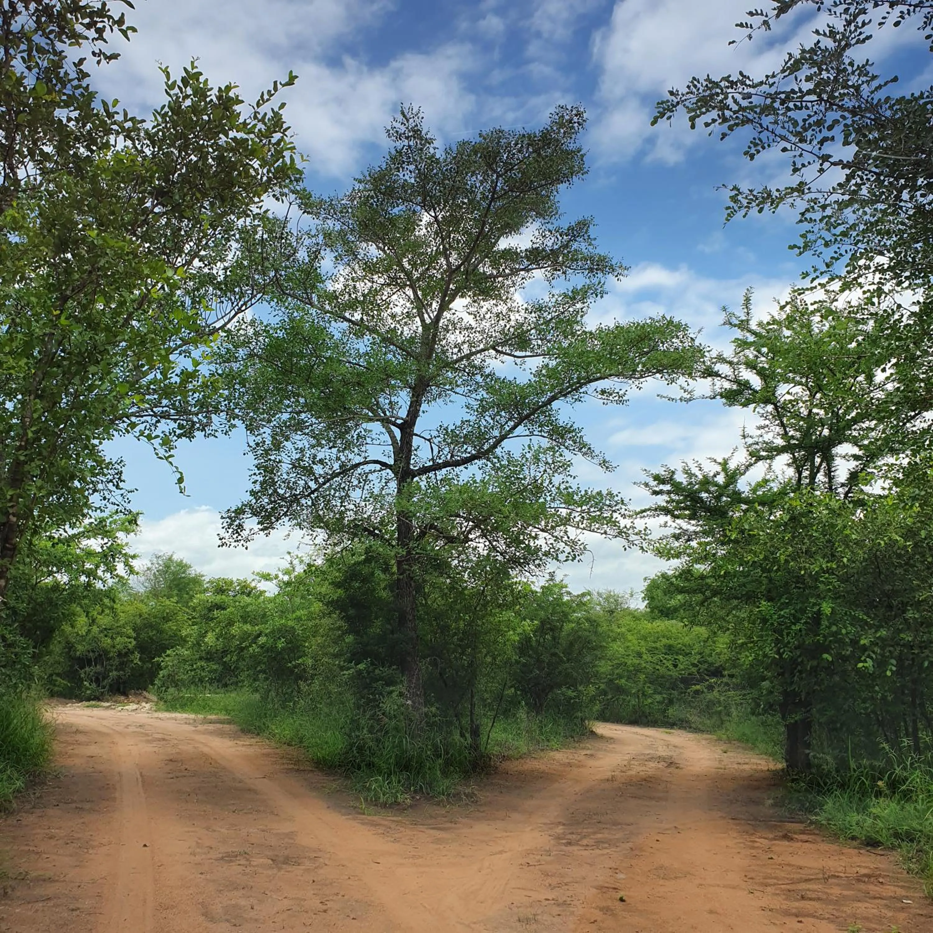 Rhumbini Lodge